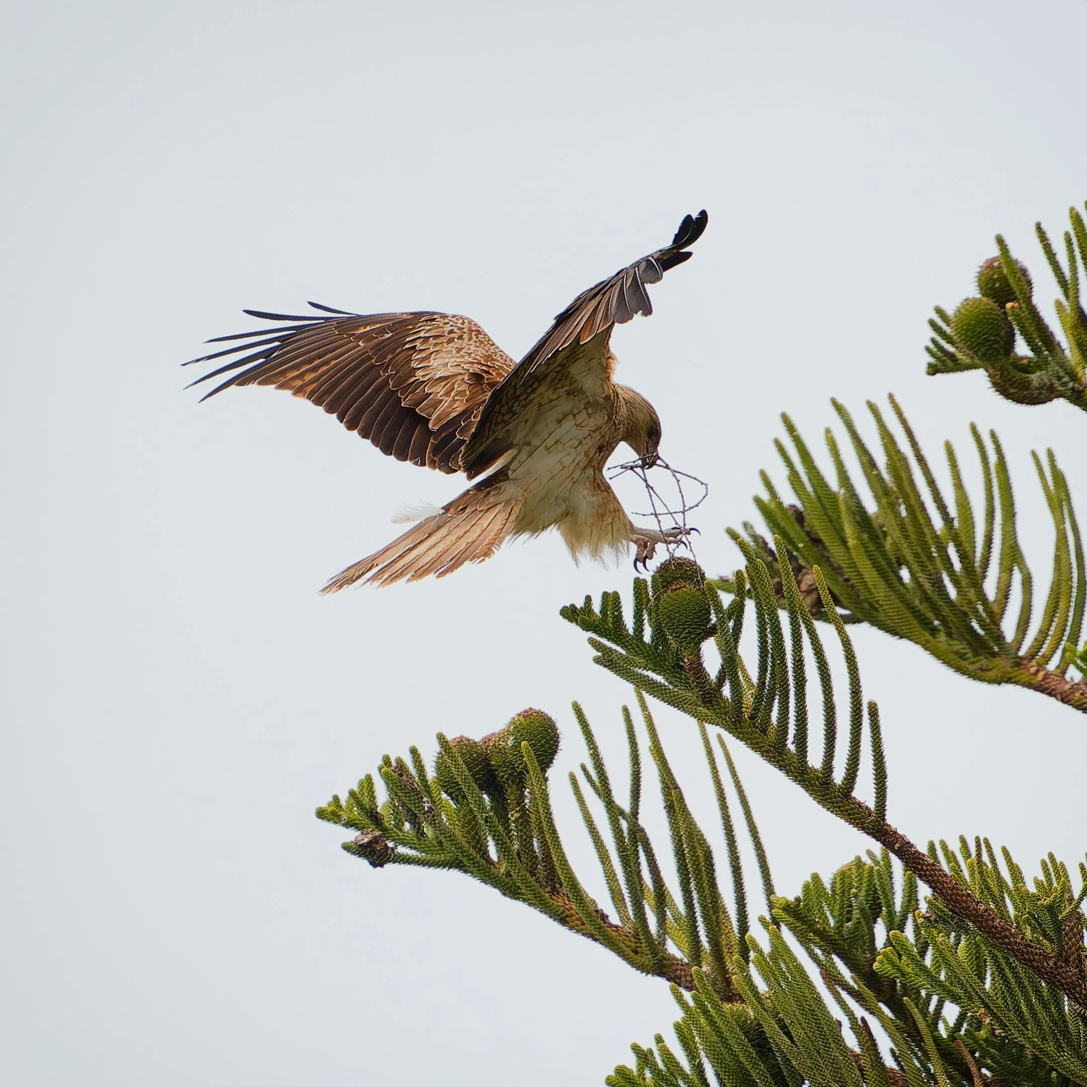 24 Alan Bevan, AAPS Nesting 11 Nature Print.jpg
