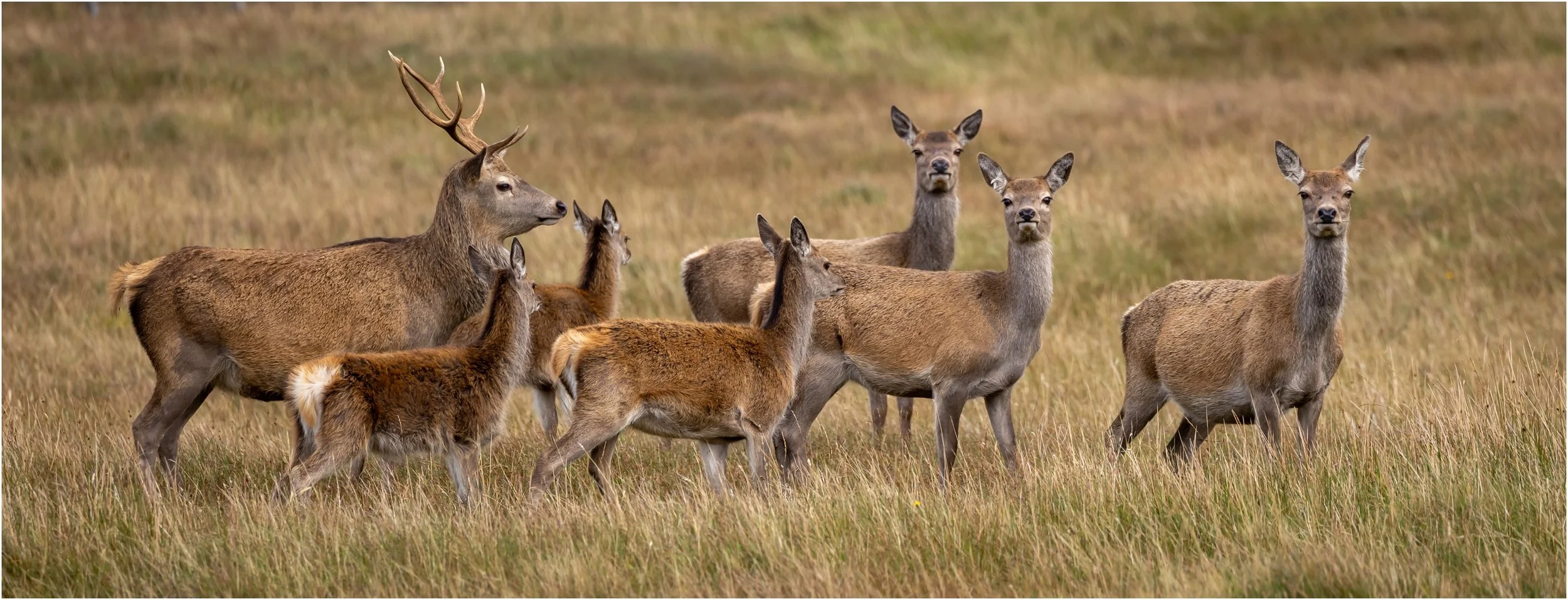 24 Denise Trewartha My Family 11 Nature Print.jpg