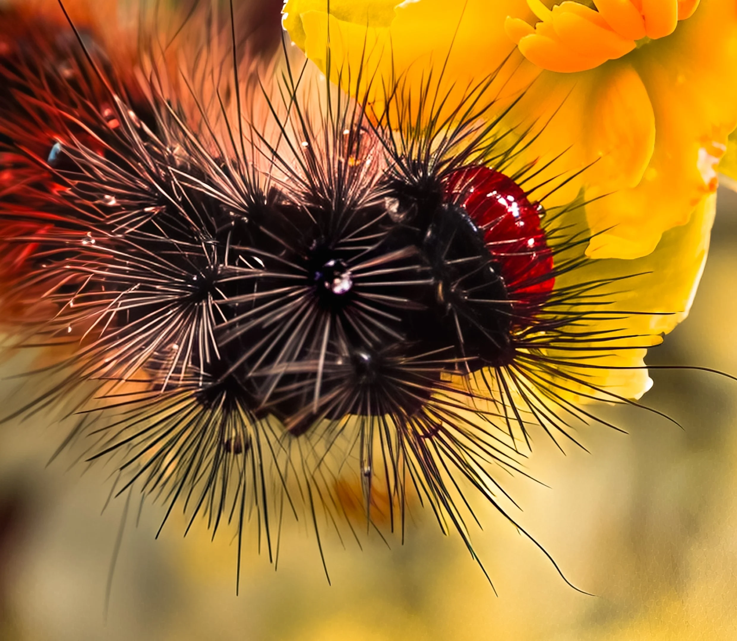 24 Geraldine Hough Lunchtime 11 Nature Print.jpg