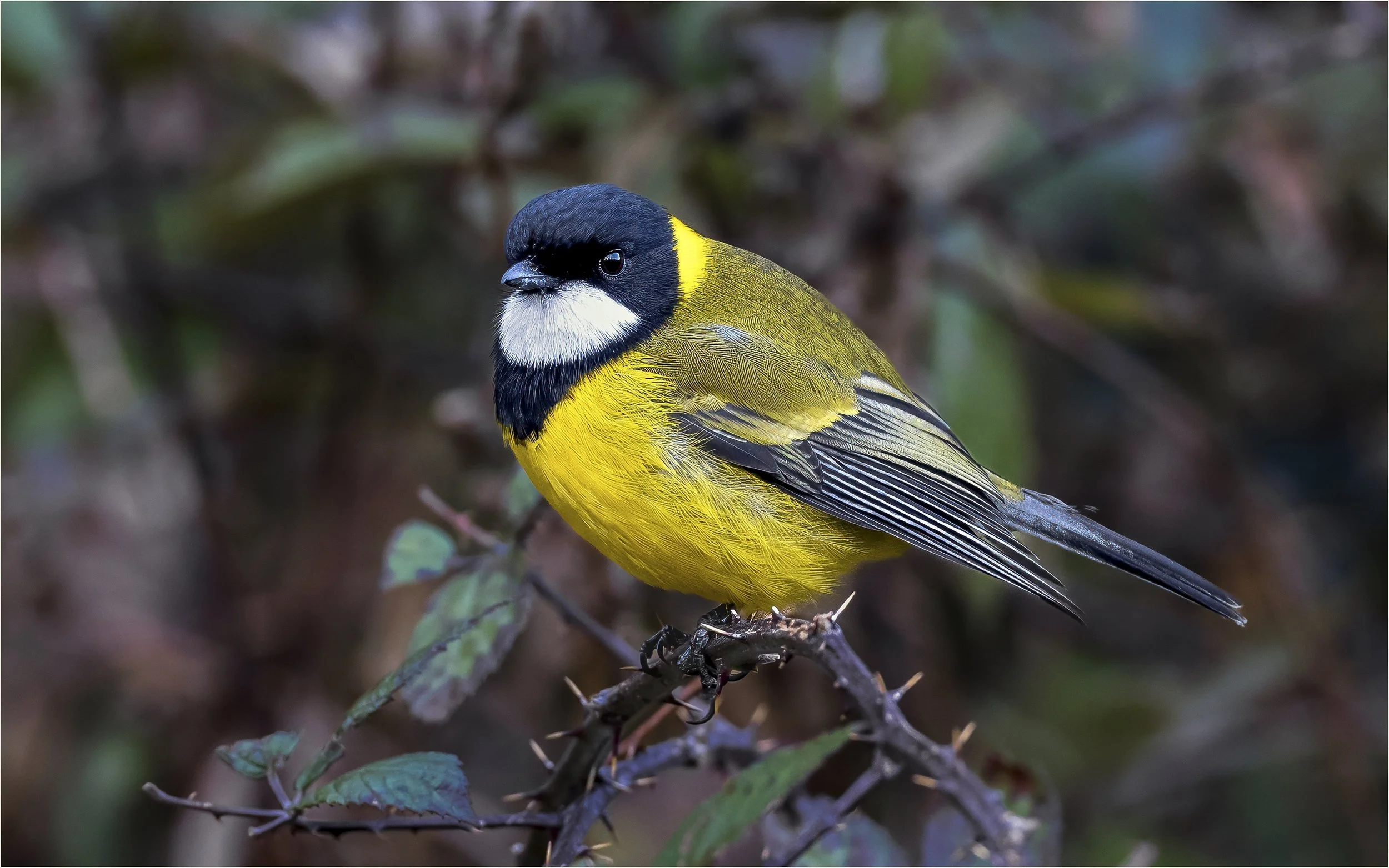 24 Philip Hardy, AAPS Golden Whistler 11 Nature Print.jpg
