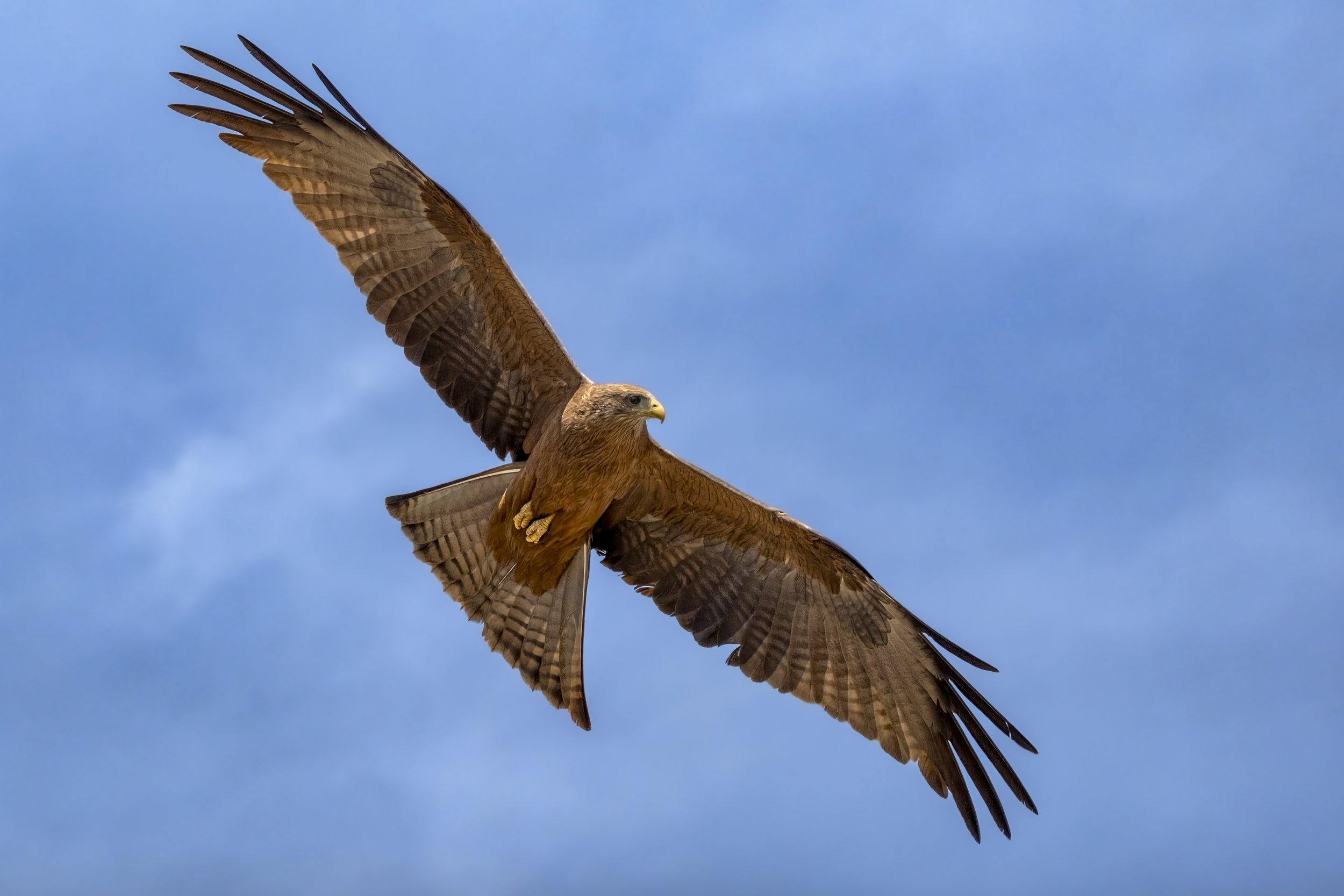 24 Philip Hardy, AAPS Kite Hunting 11 Nature Print.jpg