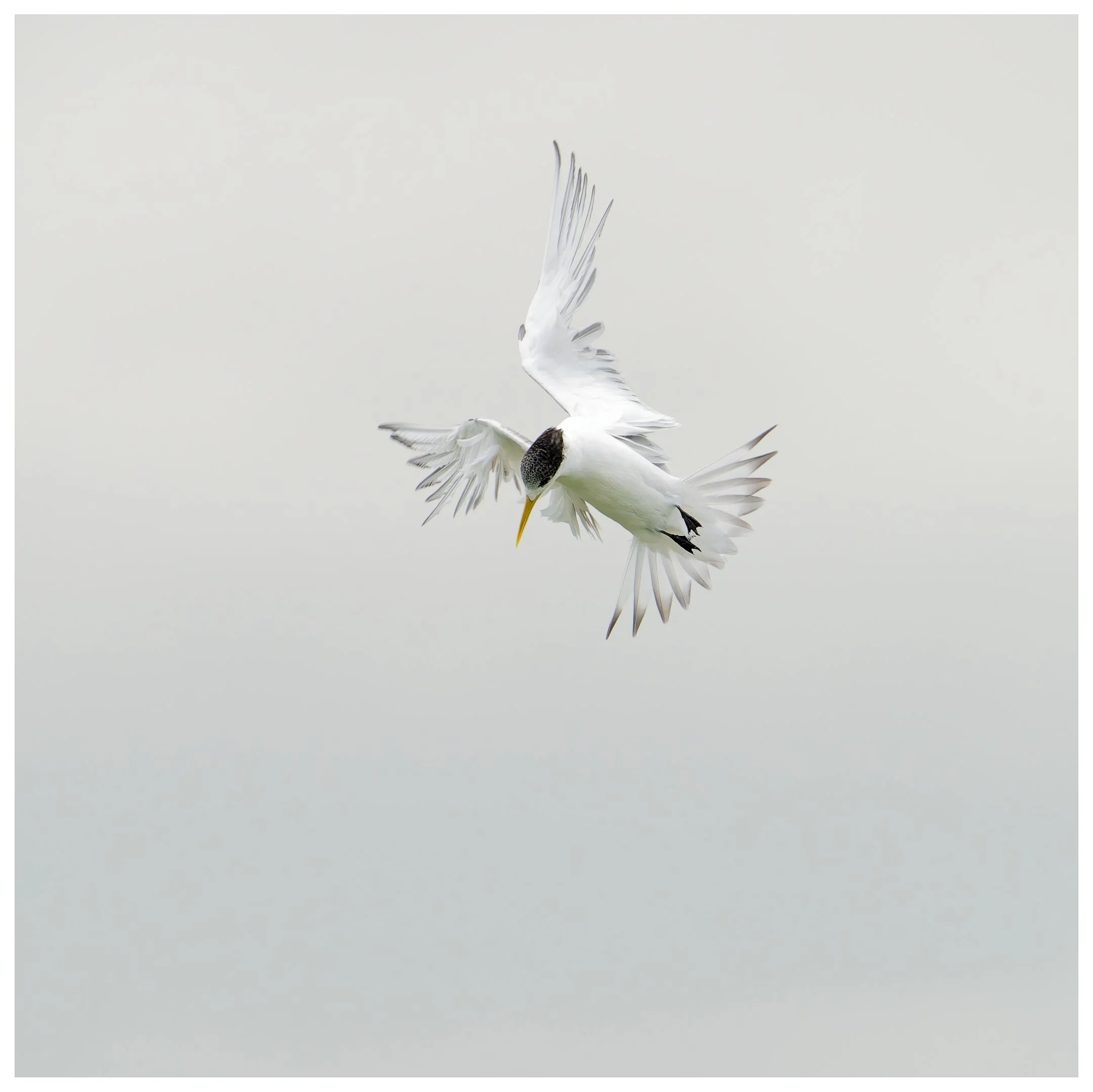 25 Alan Bevan, AAPS Sharp tern 11 Nature Print.jpg