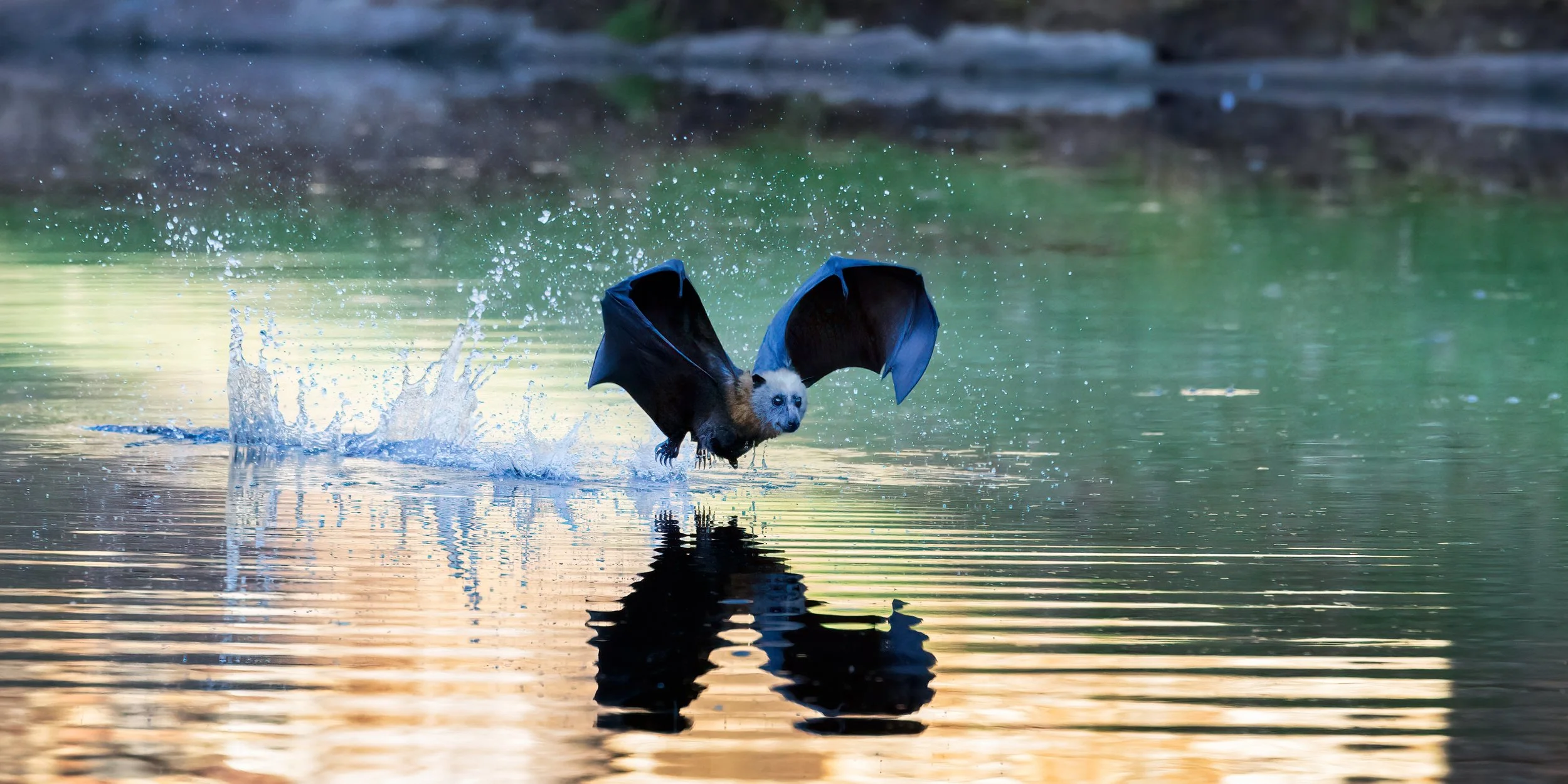 25 David Munro, EFIAP FAPS Staying cool 11 Nature Print.jpg