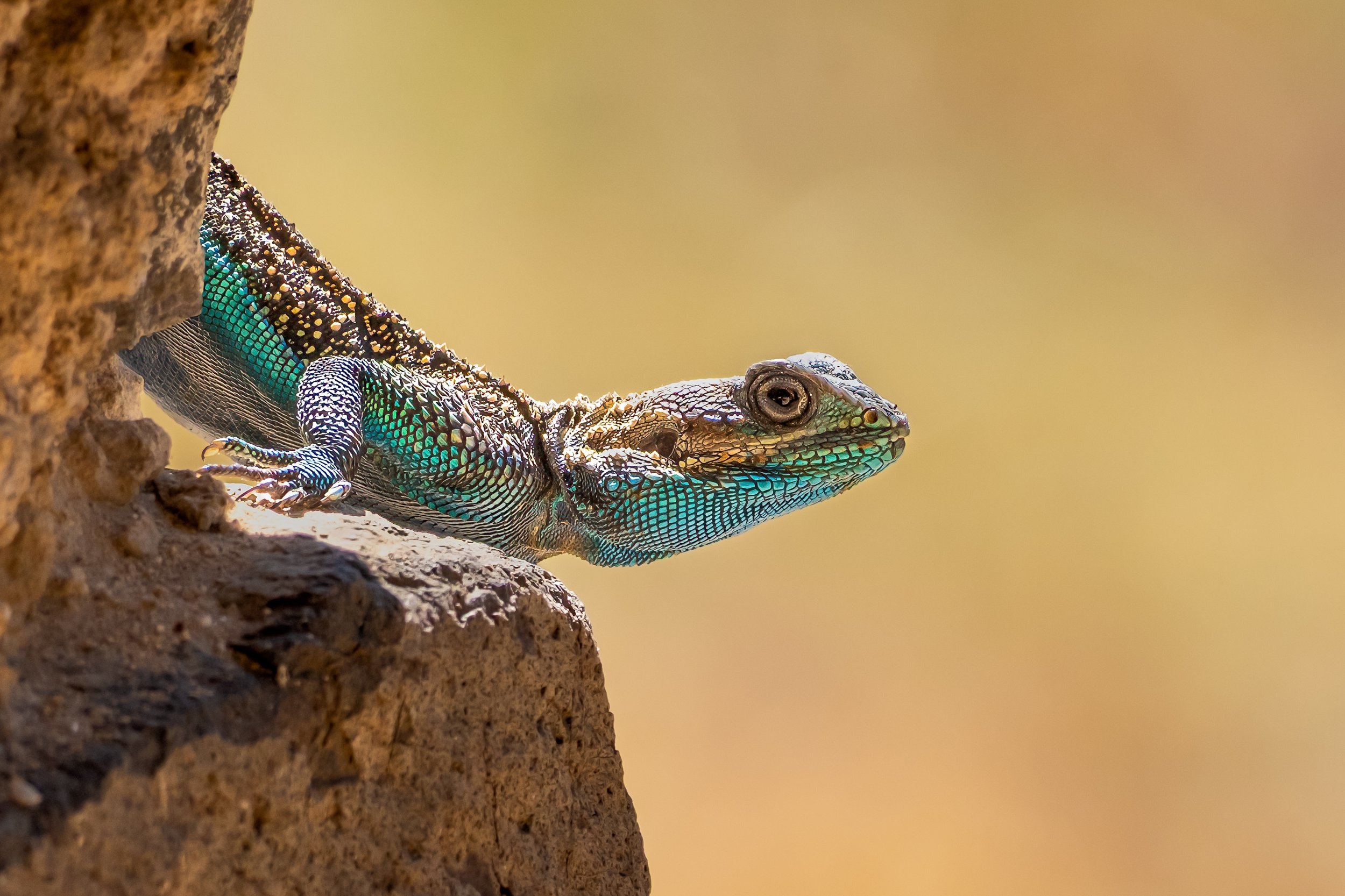 25 Philip Hardy, AAPS Rock Agama 11 Nature Print.jpg
