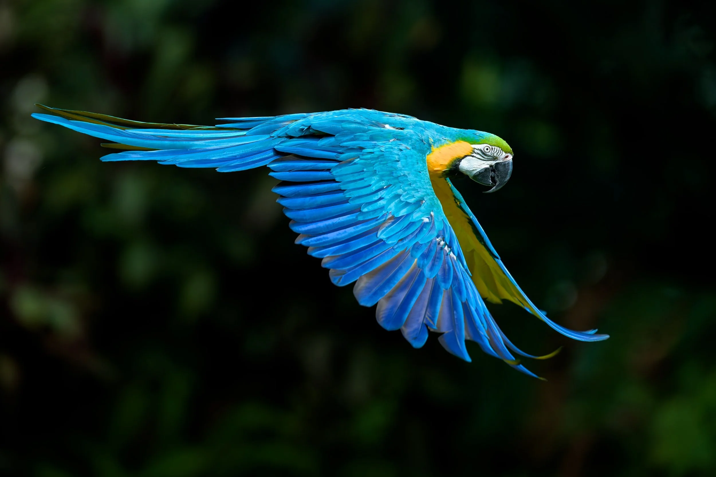 27 Alan Bevan, AAPS Vibrant flight 11 Nature Print.jpg