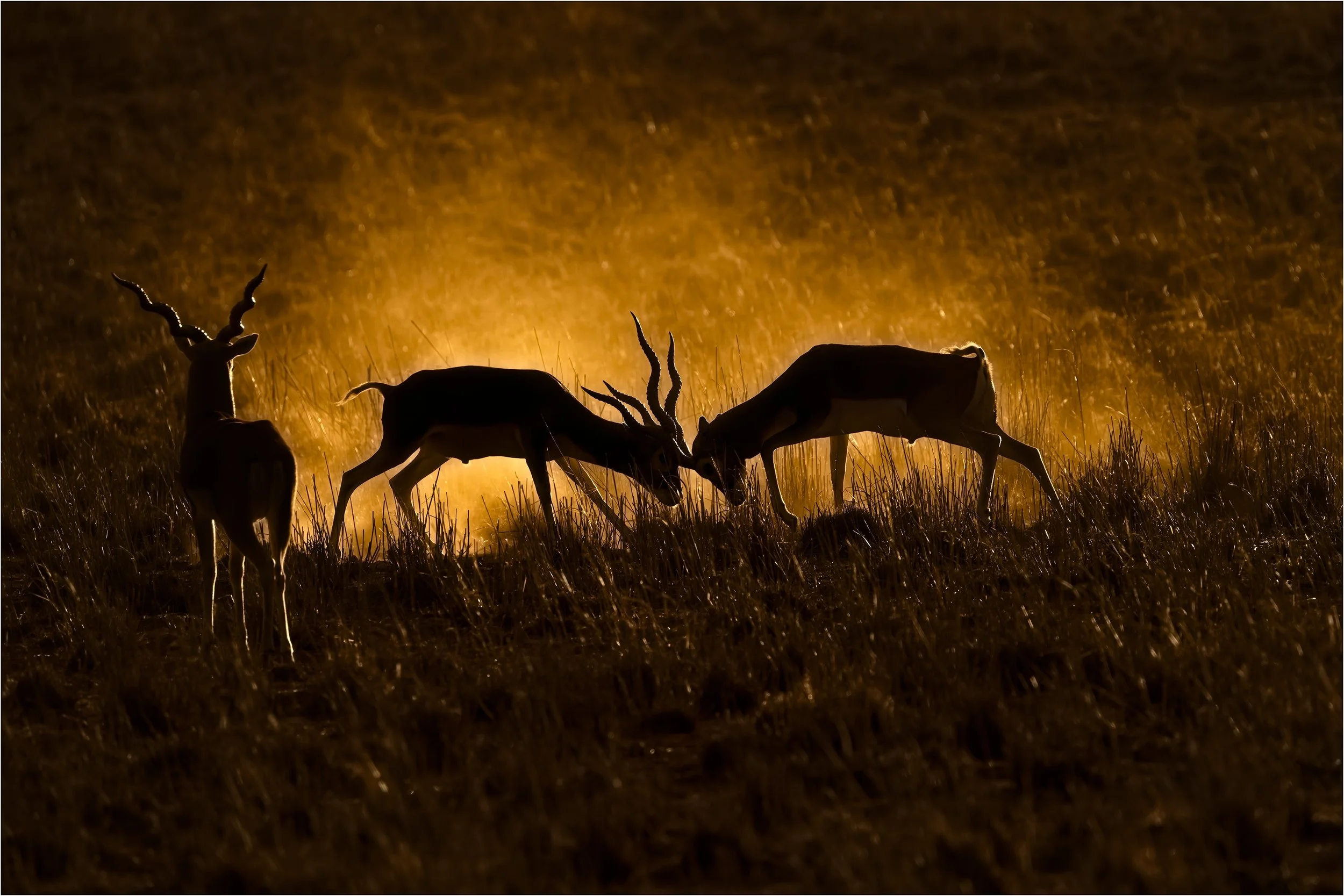 29 Heather Flint Morning Tussle 11 Nature Print.jpg