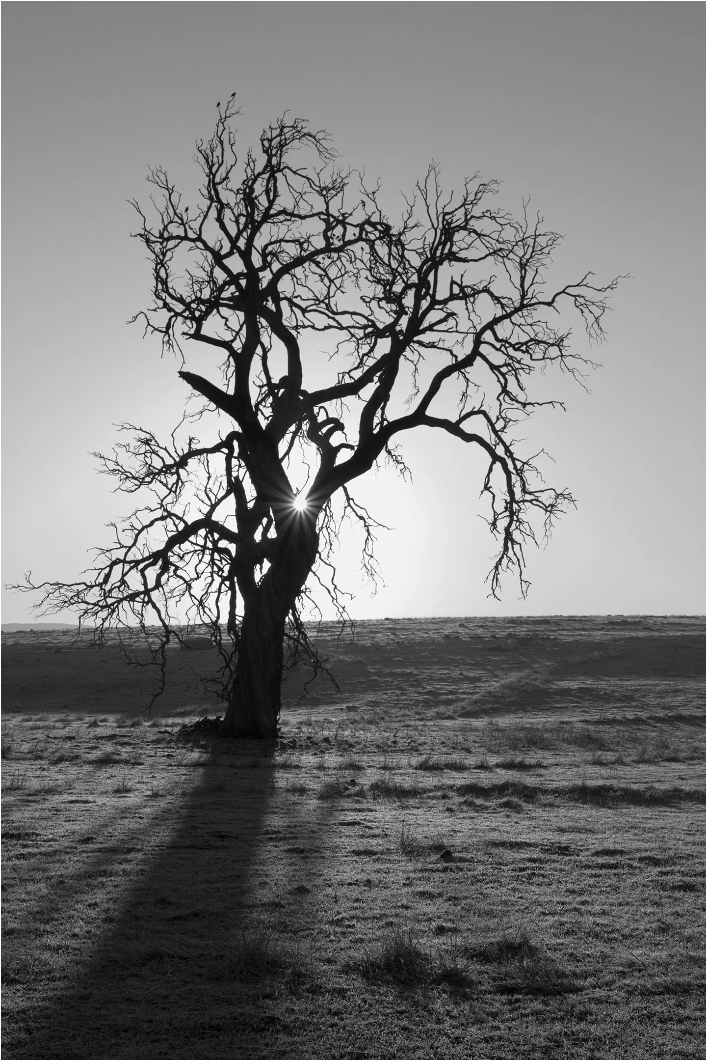 20 Aldo Trissi Lone Tree 08 Monochrome Print.jpg