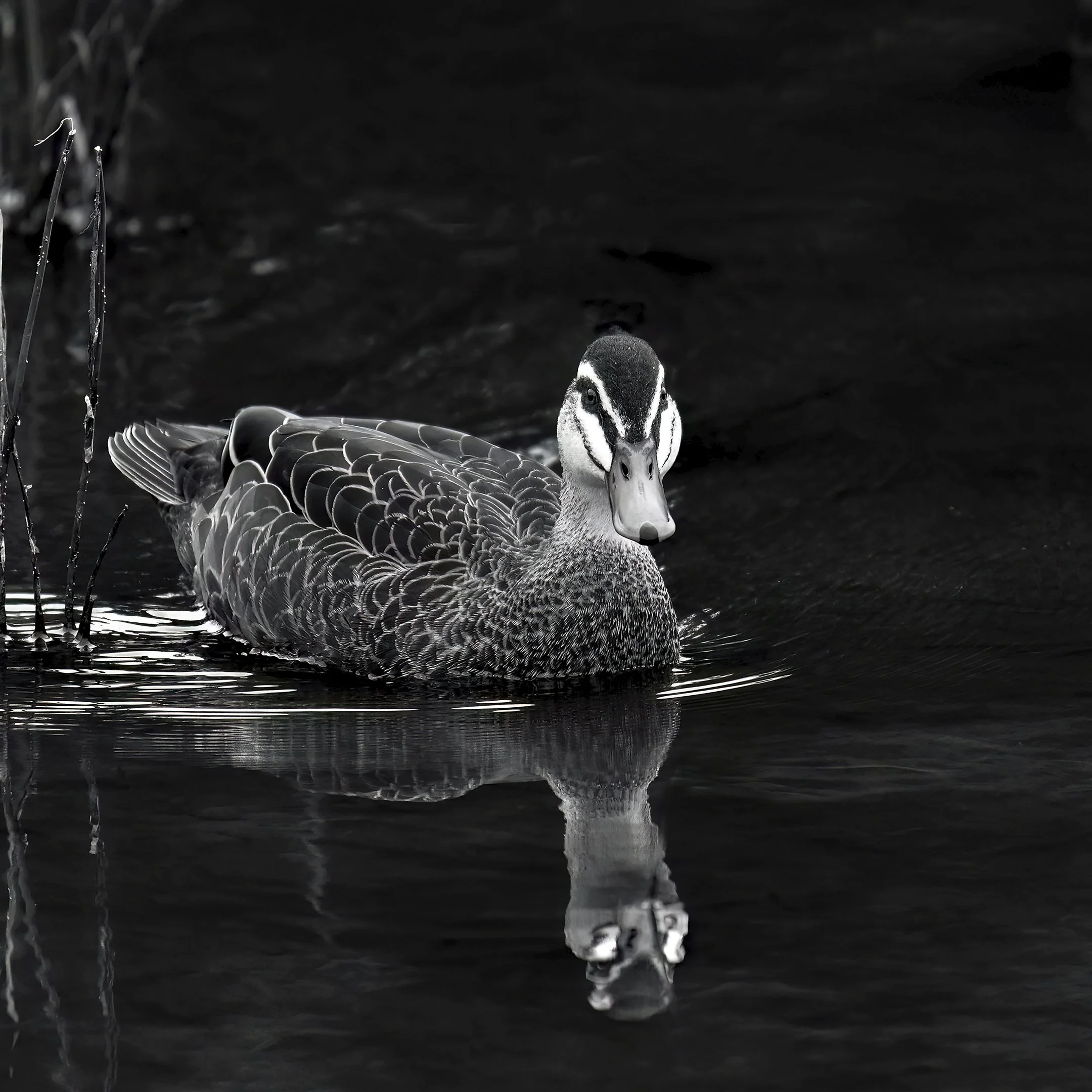 21 Yvonne Smuts QUIET ENCOUNTER 08 Monochrome Print.jpg