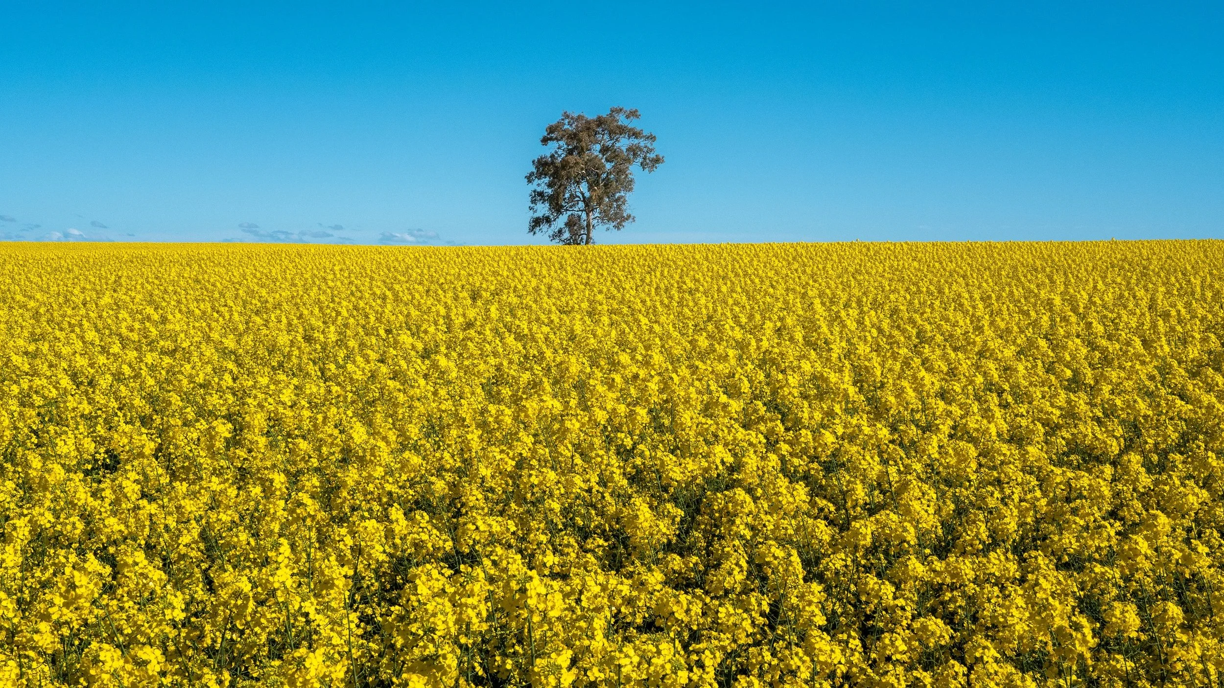 27 Philip Hardy, AAPS Hola Canola 06 Club Activities Digital.jpg
