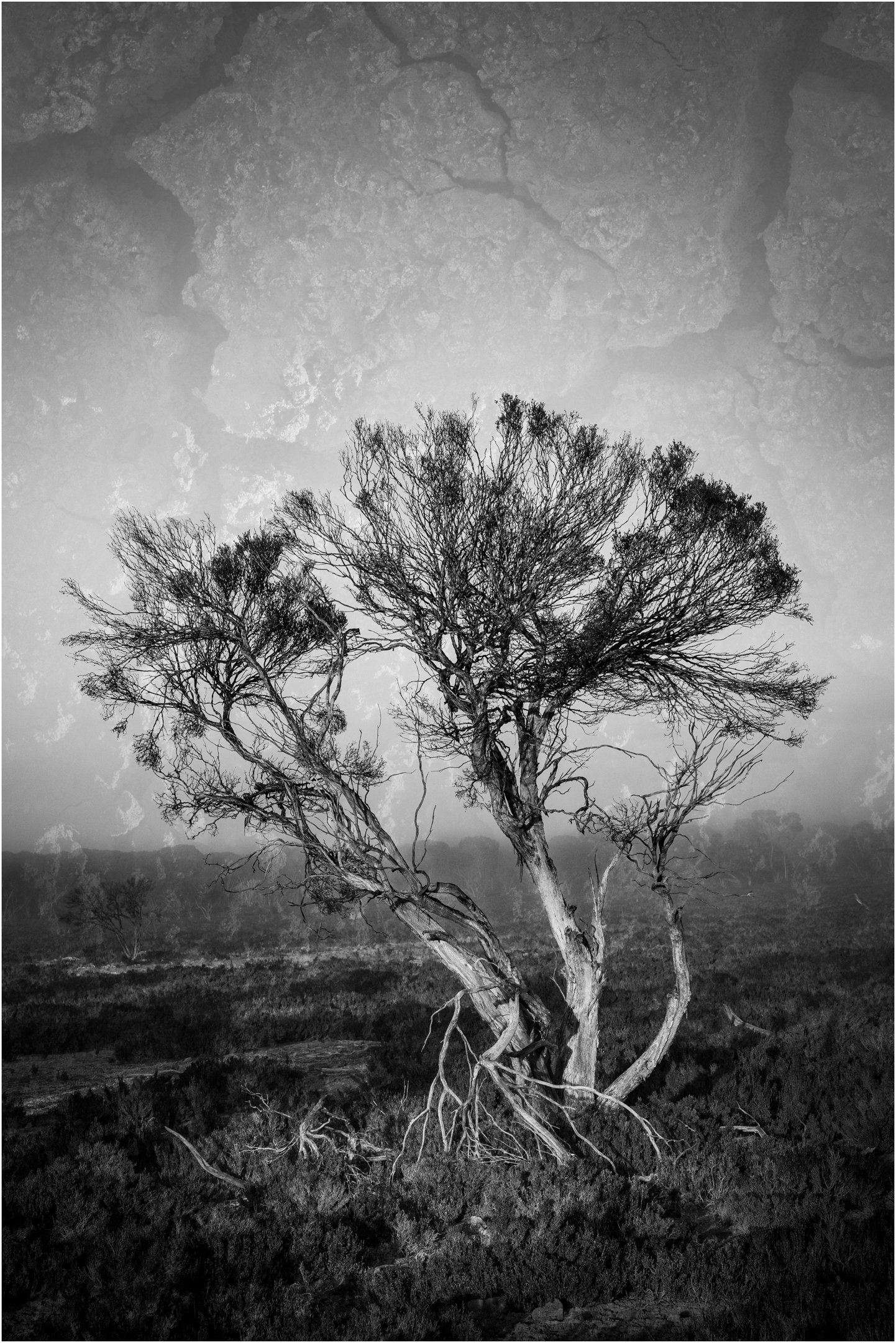 22 Denise Trewartha SA in drought. 05 Creative Digital.jpg