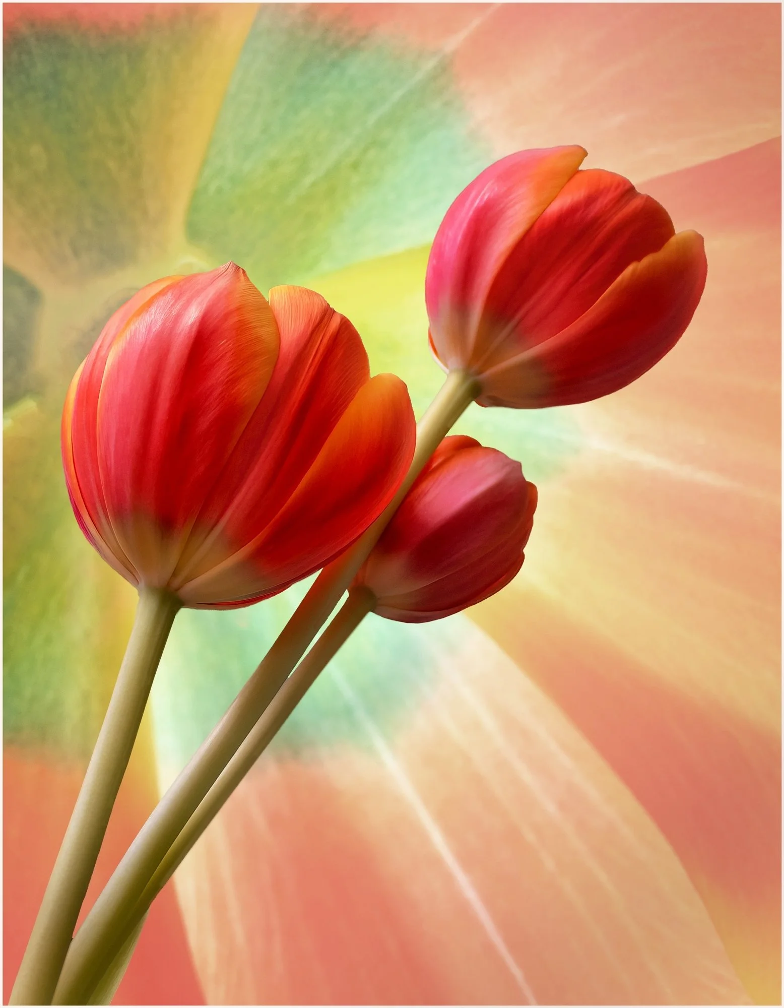 24 Brenda Jones, EFIAP FAPS Tulips (26614669) 05 Creative Digital.jpg
