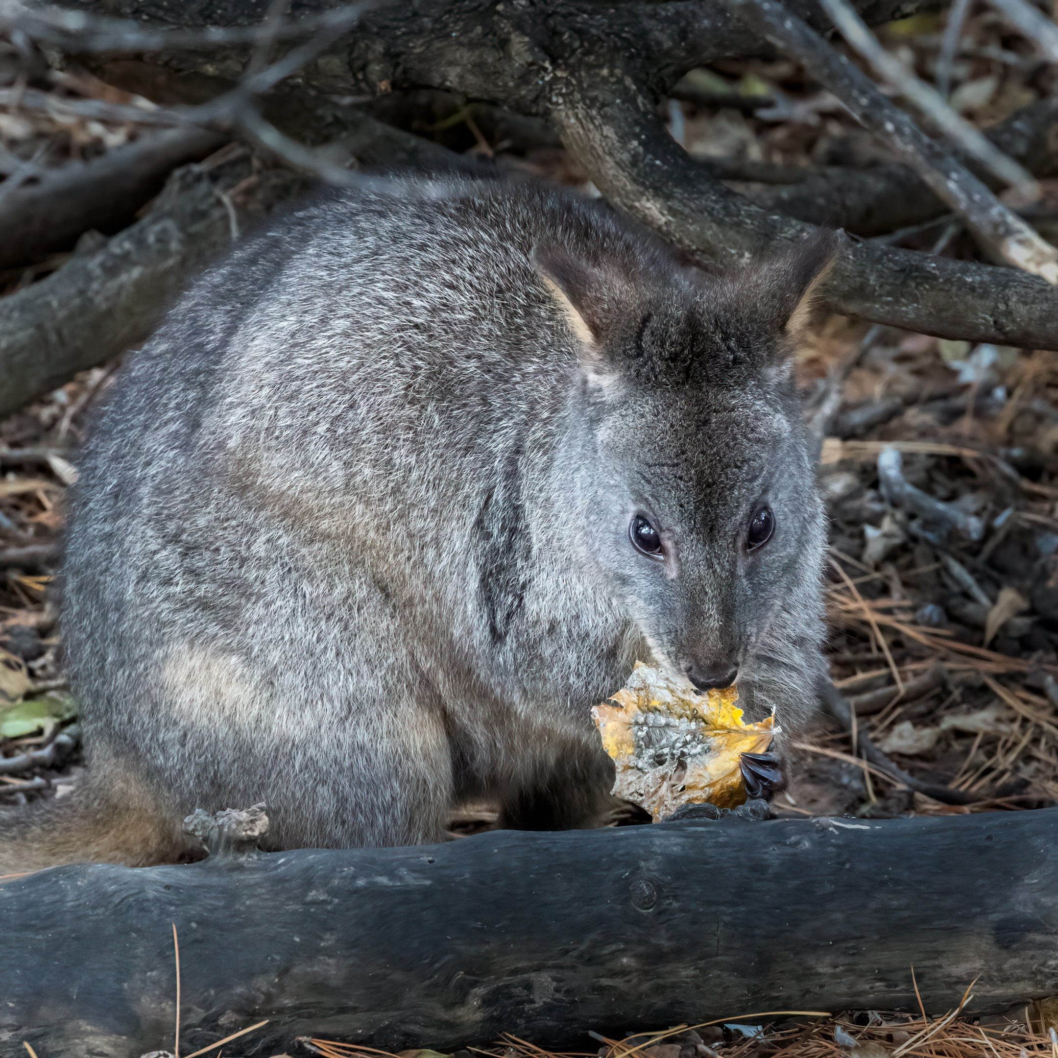 23 David Munro, EFIAP FAPS Pademelon feeding 03 Nature Digital.jpg