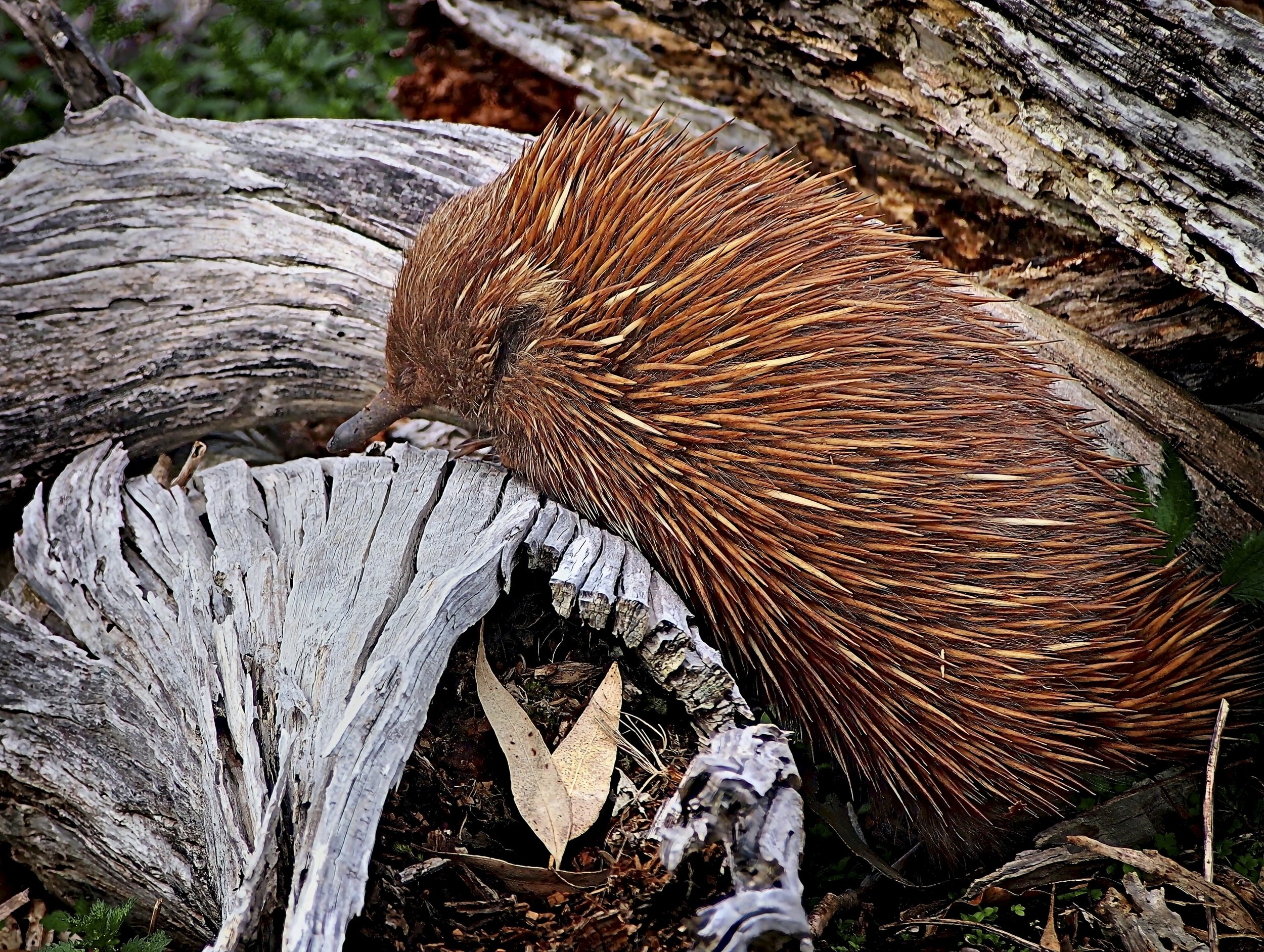 23 Pamela Barnett Echidna 03 Nature Digital.jpg