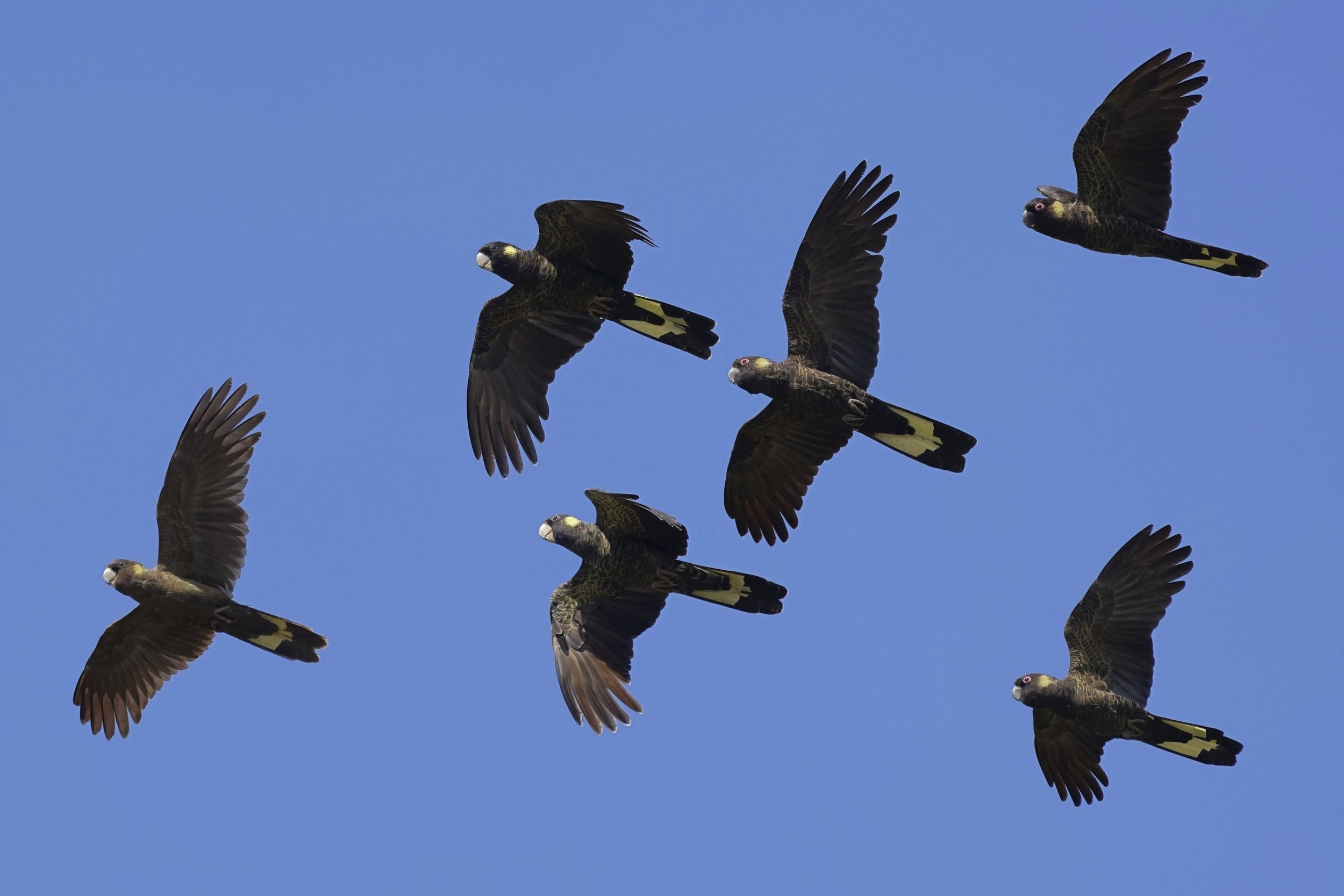 23 Peter Burke Yellow Tailed Squadron 03 Nature Digital.jpg
