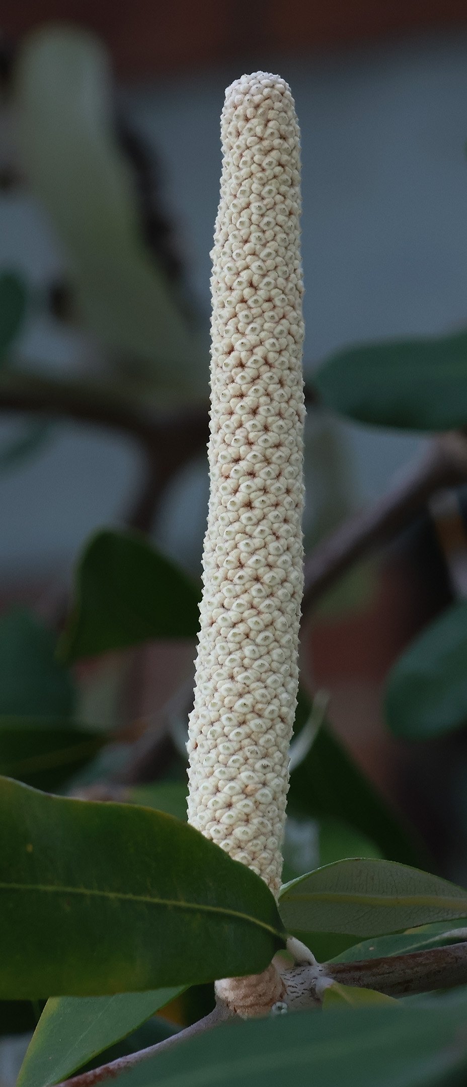 23 Tiffany Birrell Banksia 03 Nature Digital.jpg
