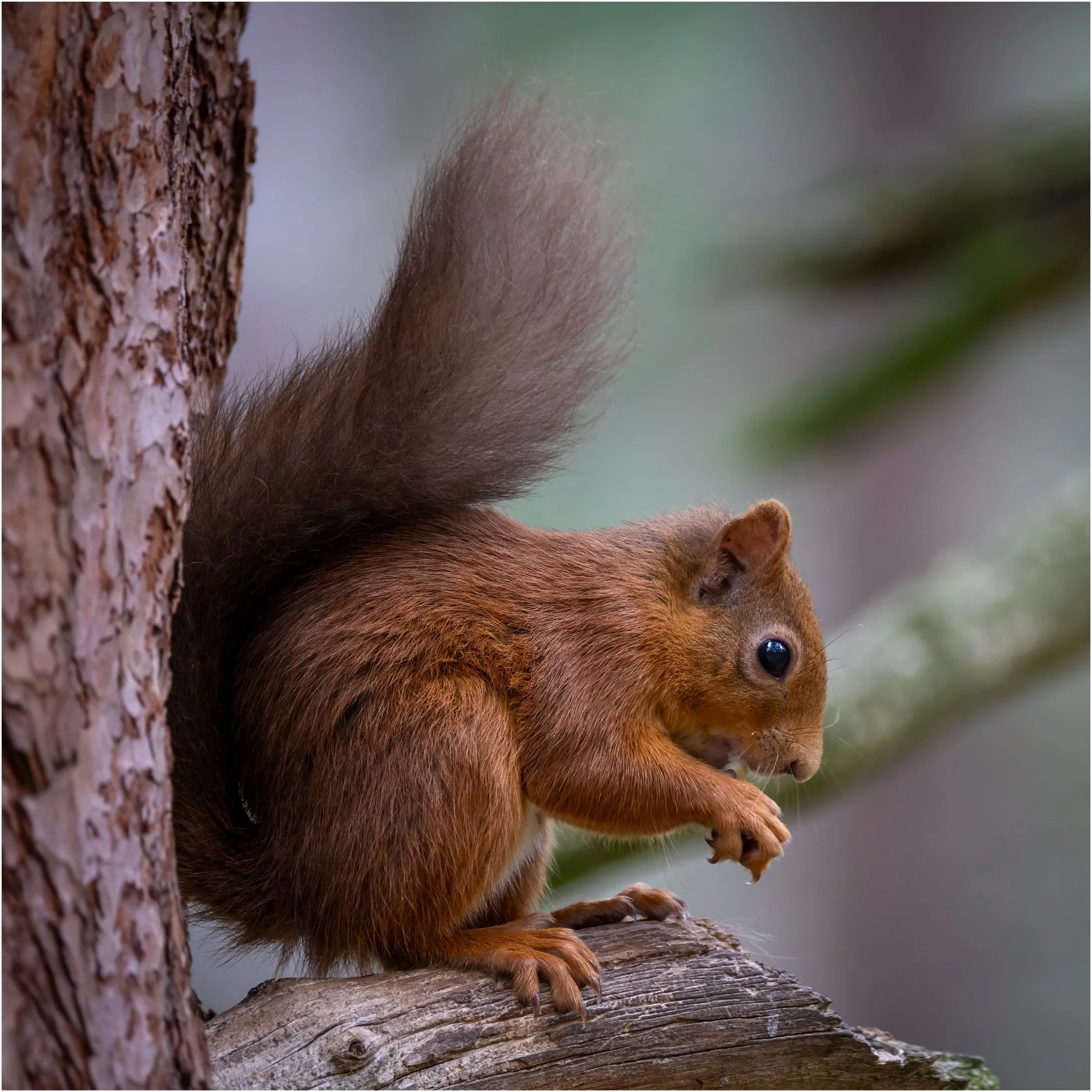 24 Denise Trewartha Red Rascal 03 Nature Digital.jpg