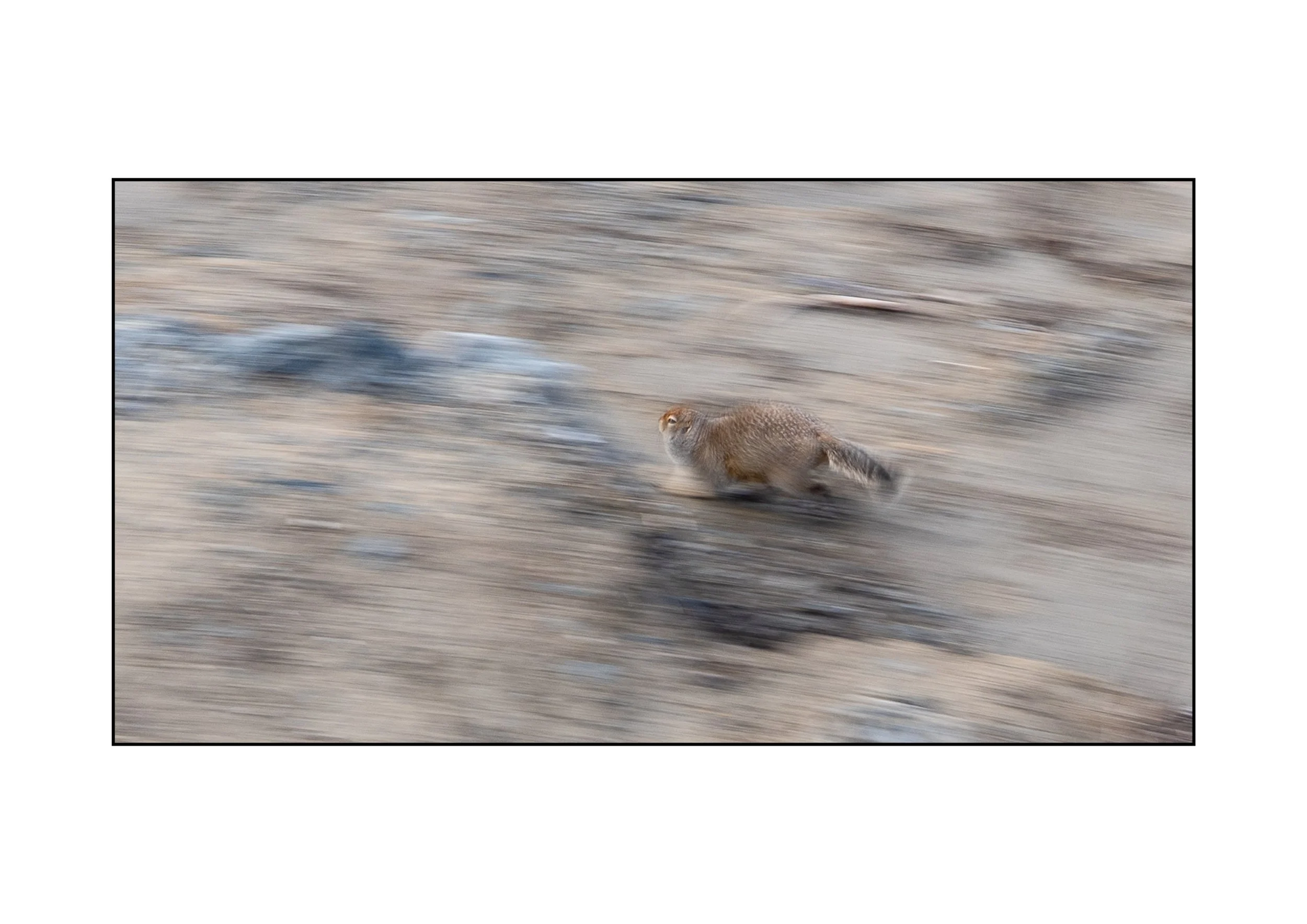 24 Kate McTaggart Arctic Ground Squirrel 03 Nature Digital.jpg