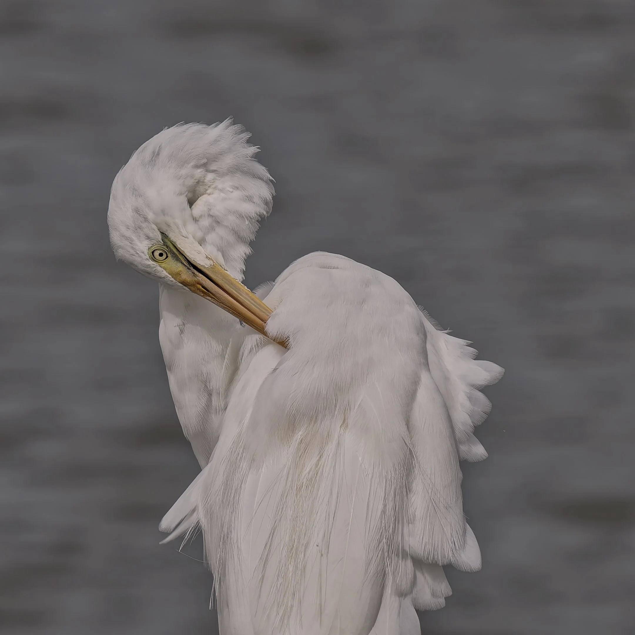 24 Paul OLeary Preening 03 Nature Digital.jpg