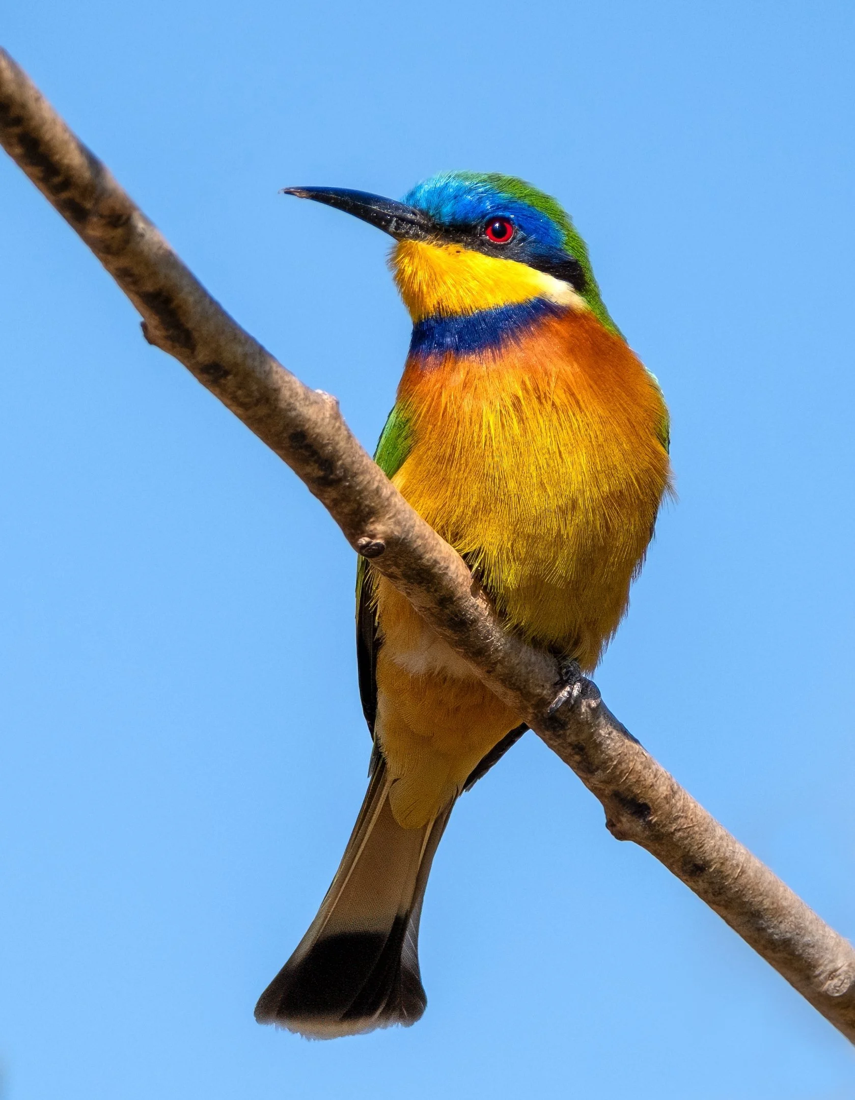 24 Philip Hardy, AAPS African Bee Eater 03 Nature Digital.jpg