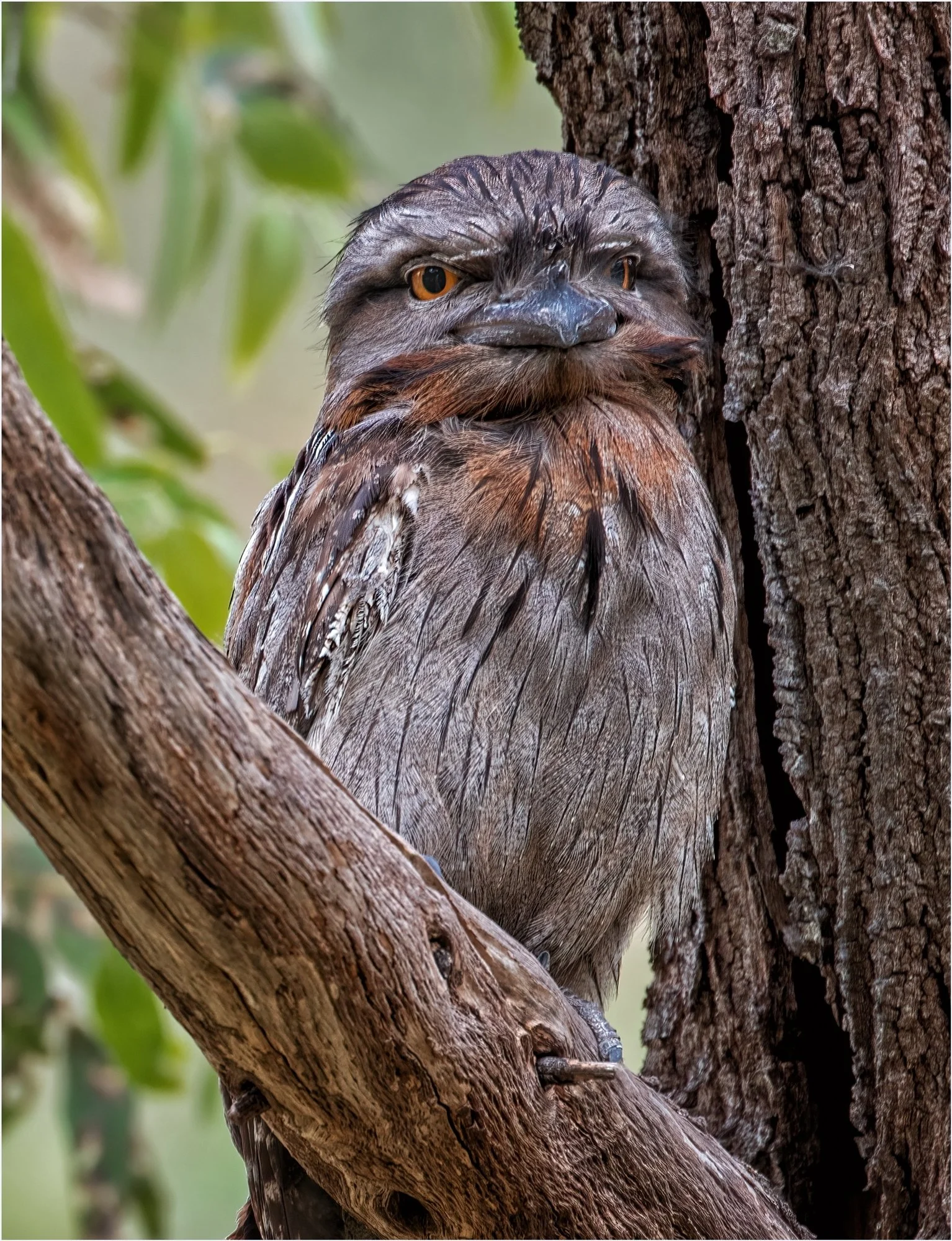 25 Brenda Jones, EFIAP FAPS Tawny frogmouth 03 Nature Digital.jpg