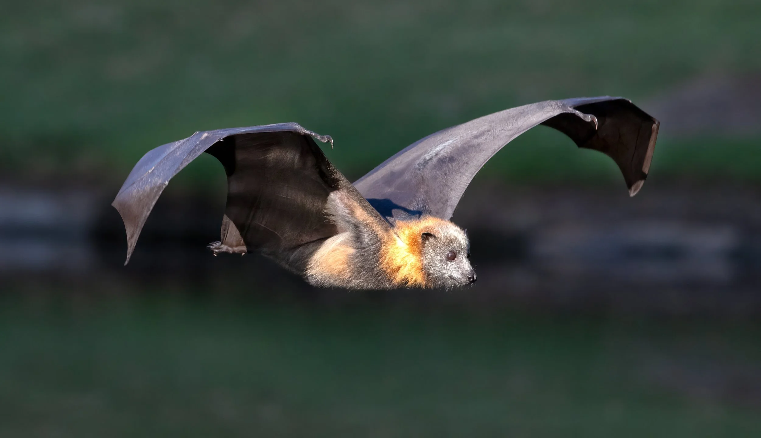 25 David Munro, EFIAP FAPS Flying fox 03 Nature Digital.jpg