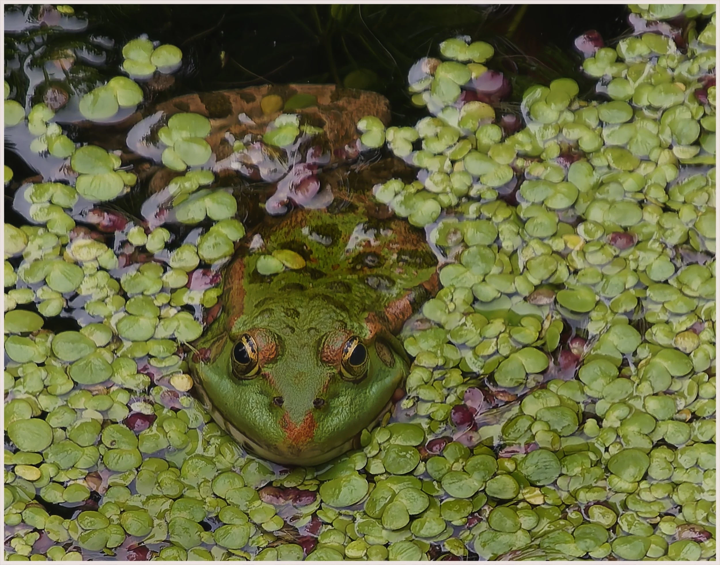 25 Ian Probyn It's a wet life 03 Nature Digital.jpg