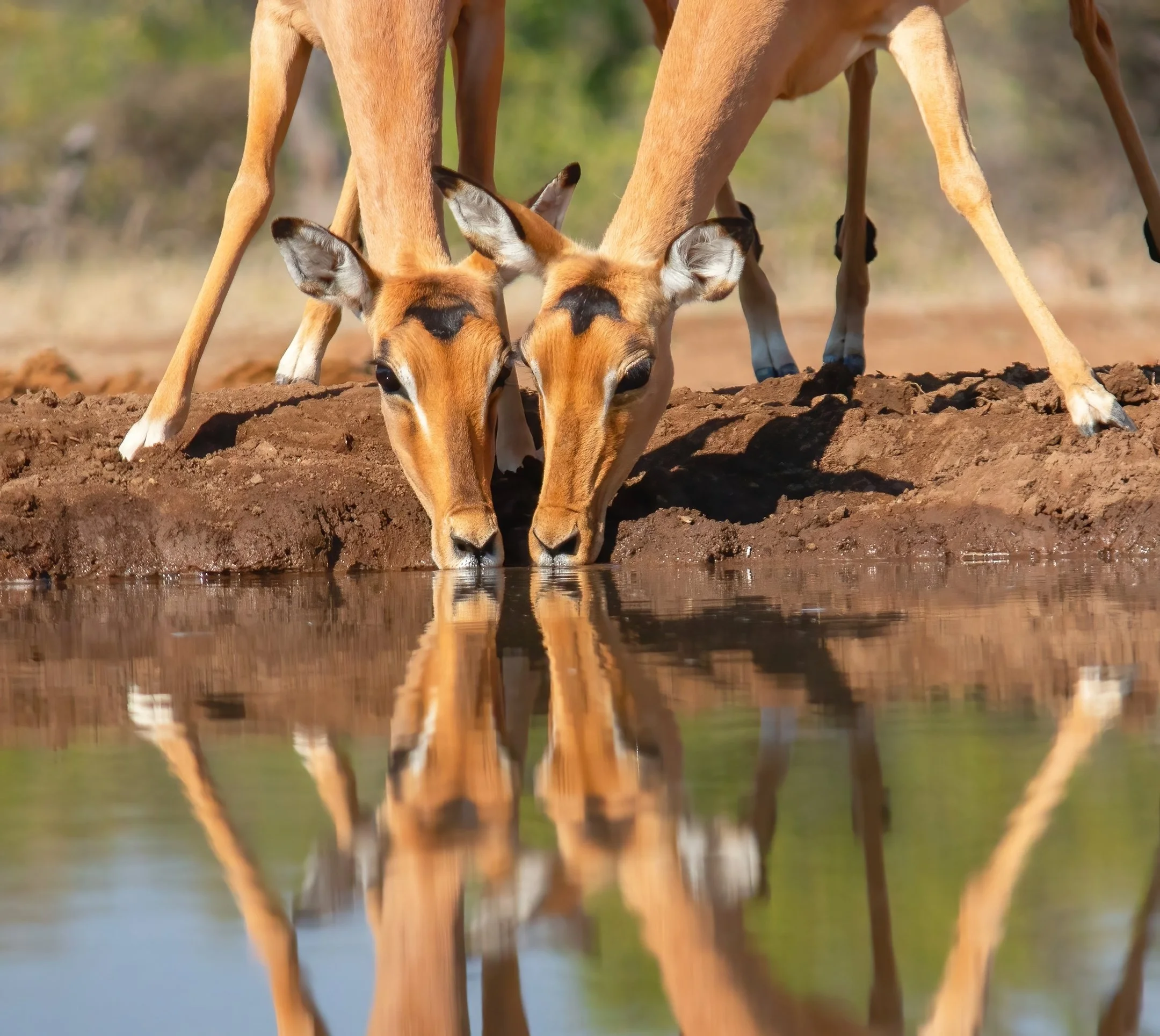 26 Yvonne Smuts SAFER TOGETHER 03 Nature Digital.jpg
