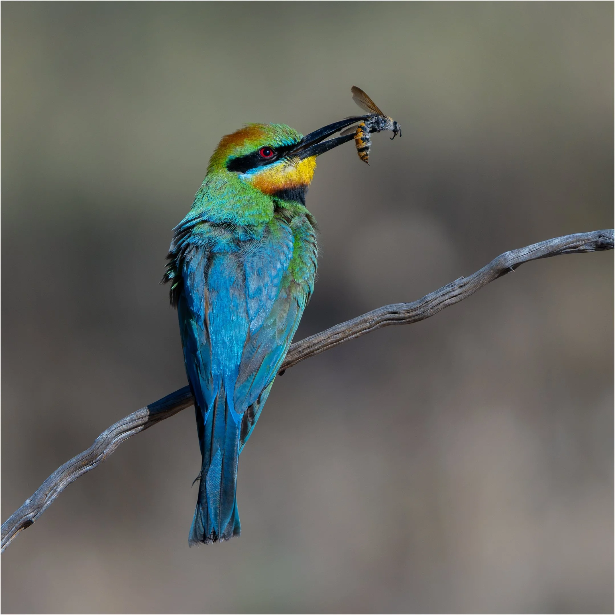 27 Heather Flint Barossa Bee Eater 03 Nature Digital.jpg