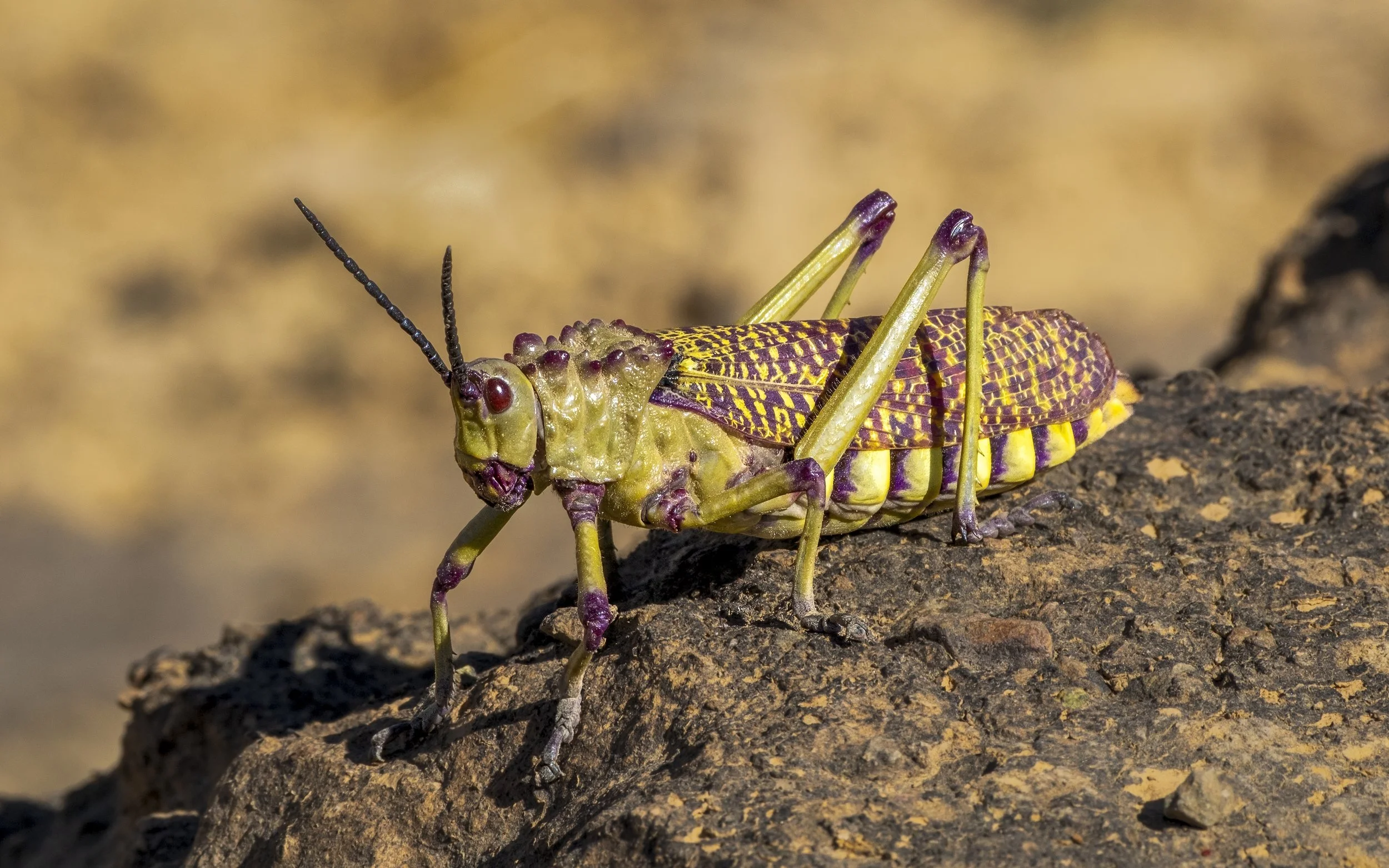 27 Philip Hardy, AAPS Green Milkweed Locust 03 Nature Digital.jpg