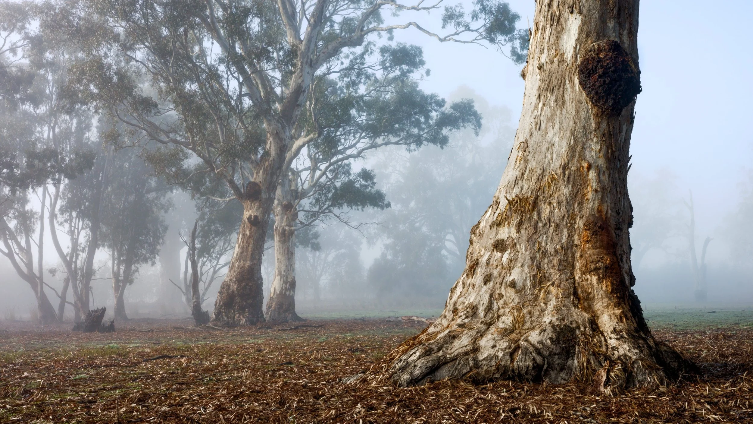 10~Alan Bevan, AAPS~Naracoorte morning~2026-02-03~Print - Colour.jpg