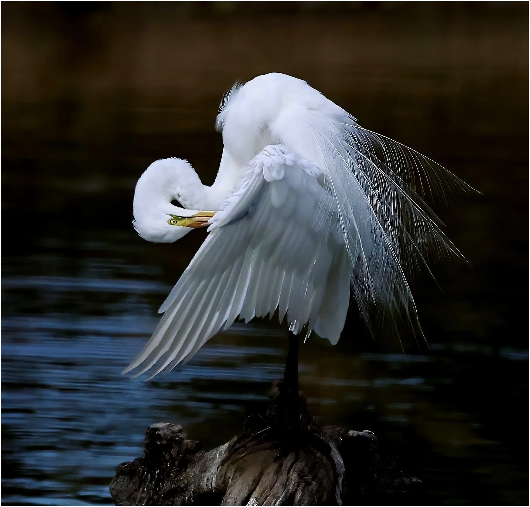 Vince Calo - Preening - 9 - Merit