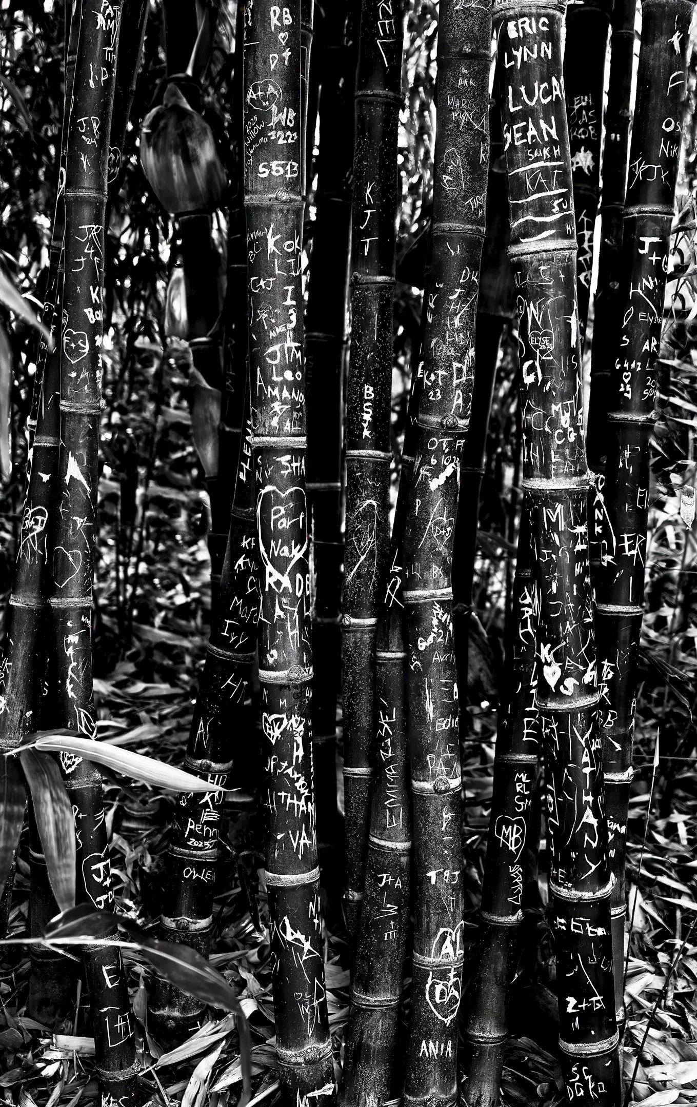 9~Paul OLeary~Environmental Graffitti~2026-02-17~Print - Mono.jpg