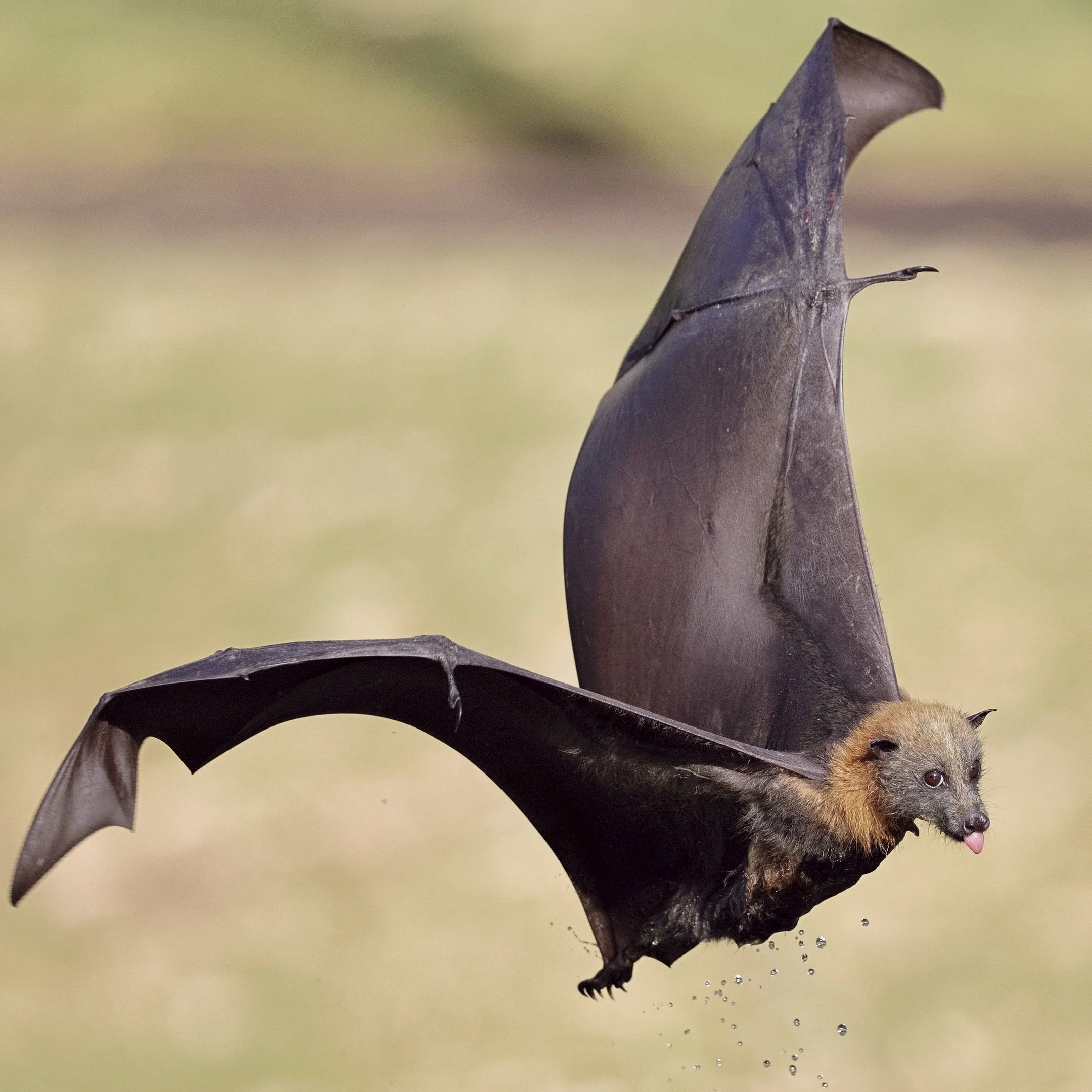 9~Peter Burke~Puppy Flight~2026-02-17~Digital - Open.jpg