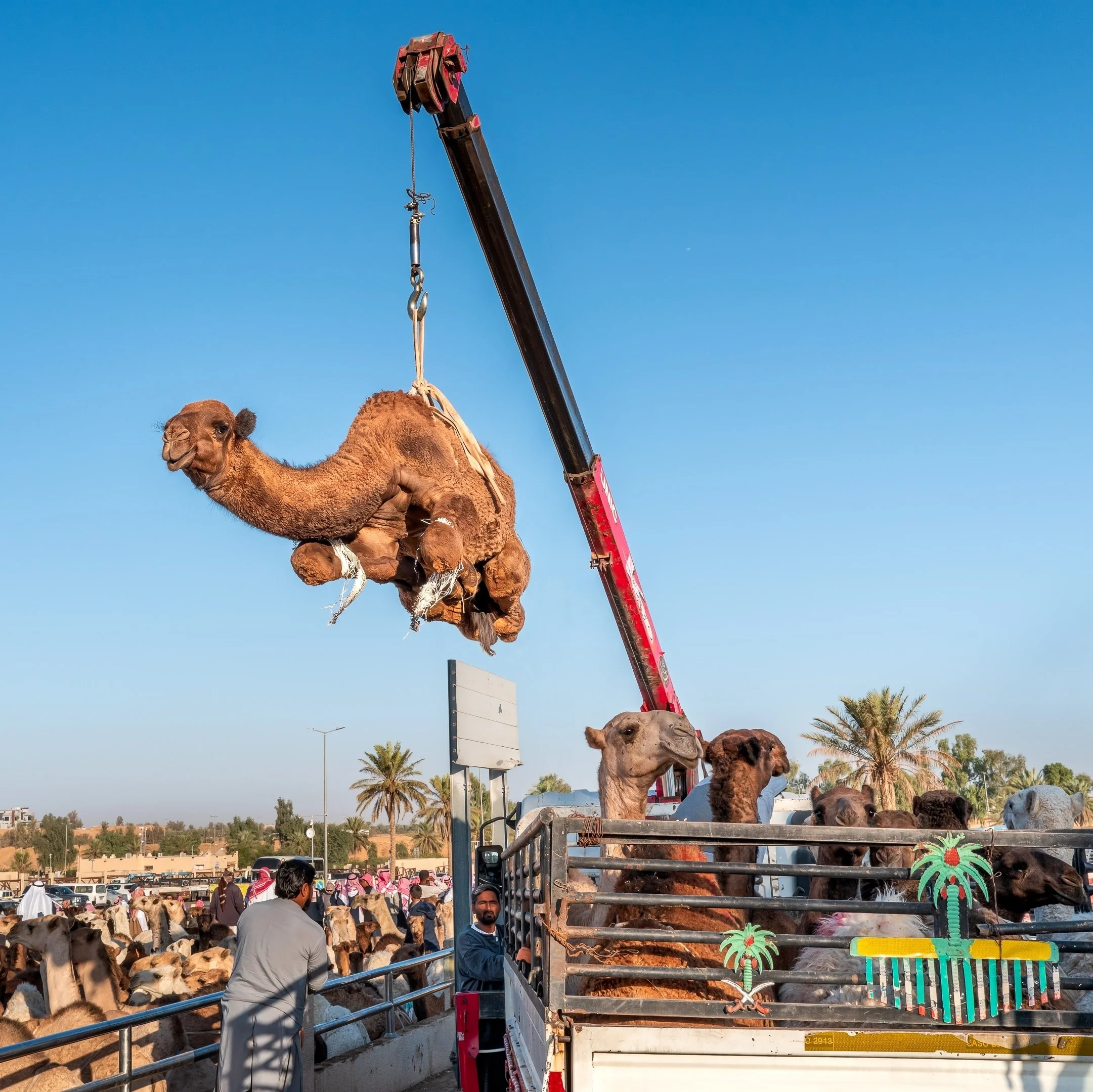 9~Philip Hardy, AAPS~Flying Camel~2026-02-17~Digital - Open.jpg