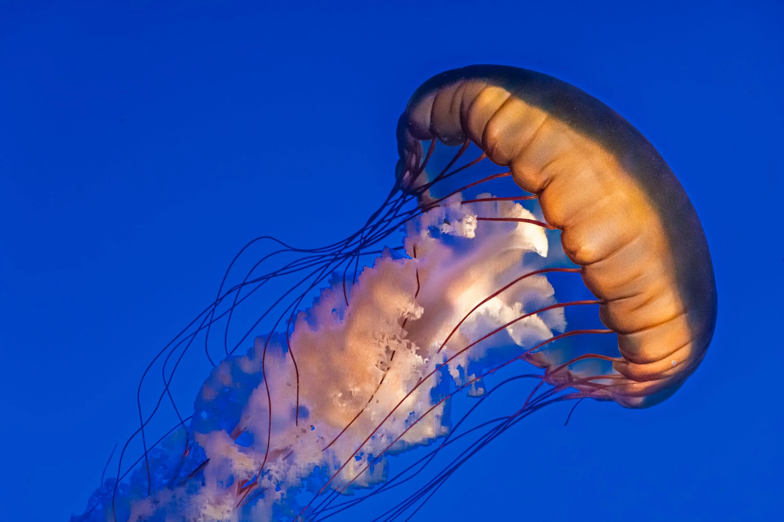 9~Robert Dettman, AFIAP AAPS CAPA_b~Something Fishy~2026-02-17~Digital - Open.jpg