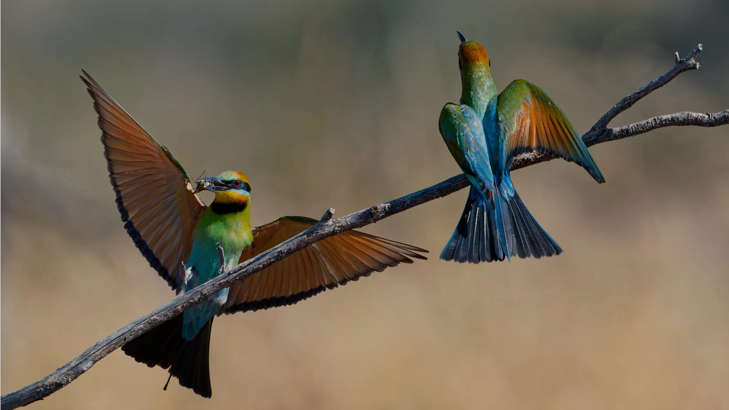 10~Alan Bevan, AAPS~Feeding shift change~2026-02-17~Digital - Open.jpg