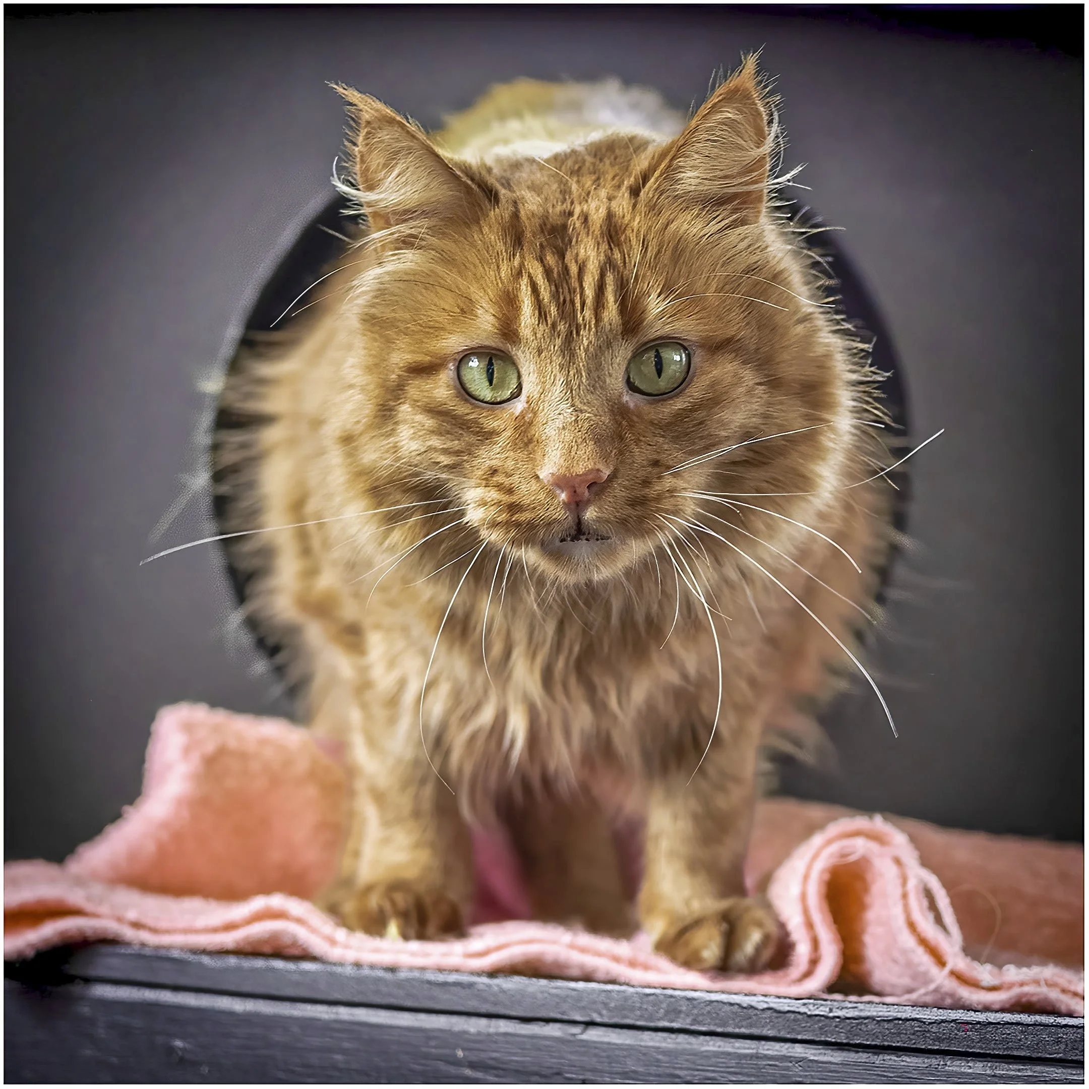 10~Barbara Seidel, LPSNZ EFIAP~EMERGENT~2026-02-17~Digital - Open.jpg