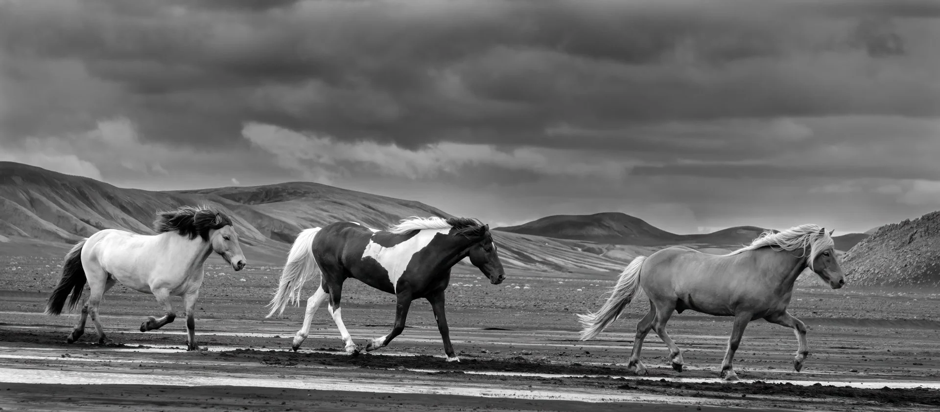 10~David Munro, EFIAP FAPS~The Icelandic horses~2026-02-17~Print - Mono.jpg