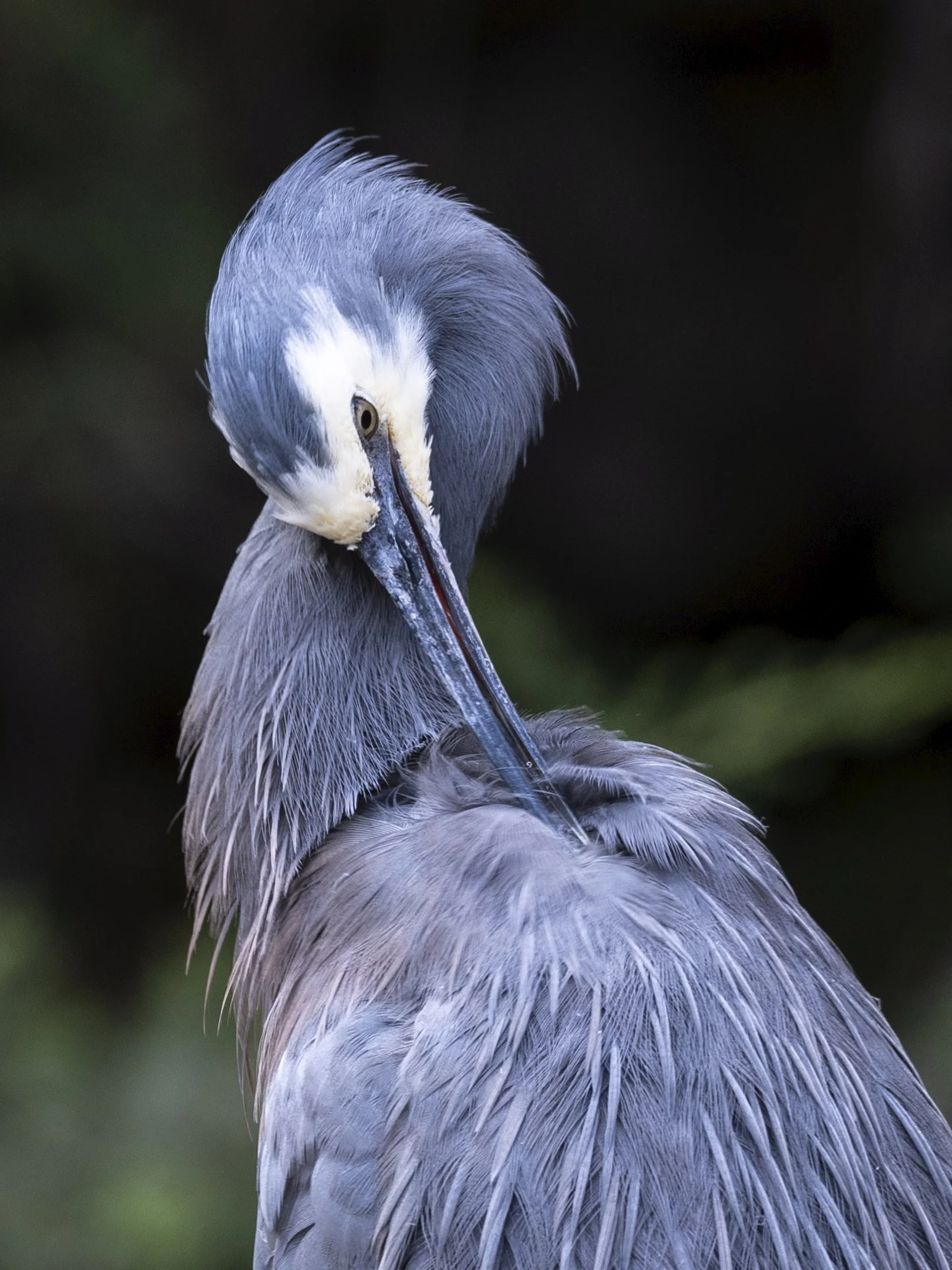 10~Frank (Guangyu) Xu~Morning Grooming~2026-02-17~Digital - Open.jpg