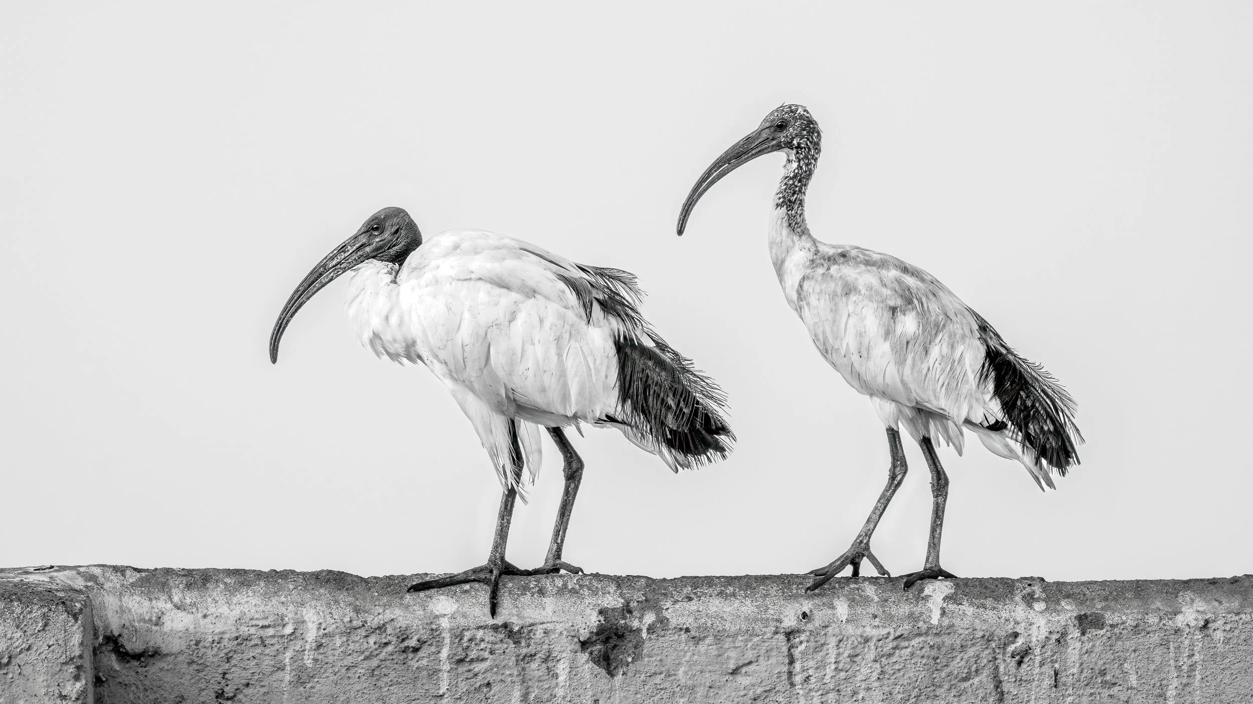 10~Philip Hardy, AAPS~Two's Company~2026-02-17~Print - Mono.jpg