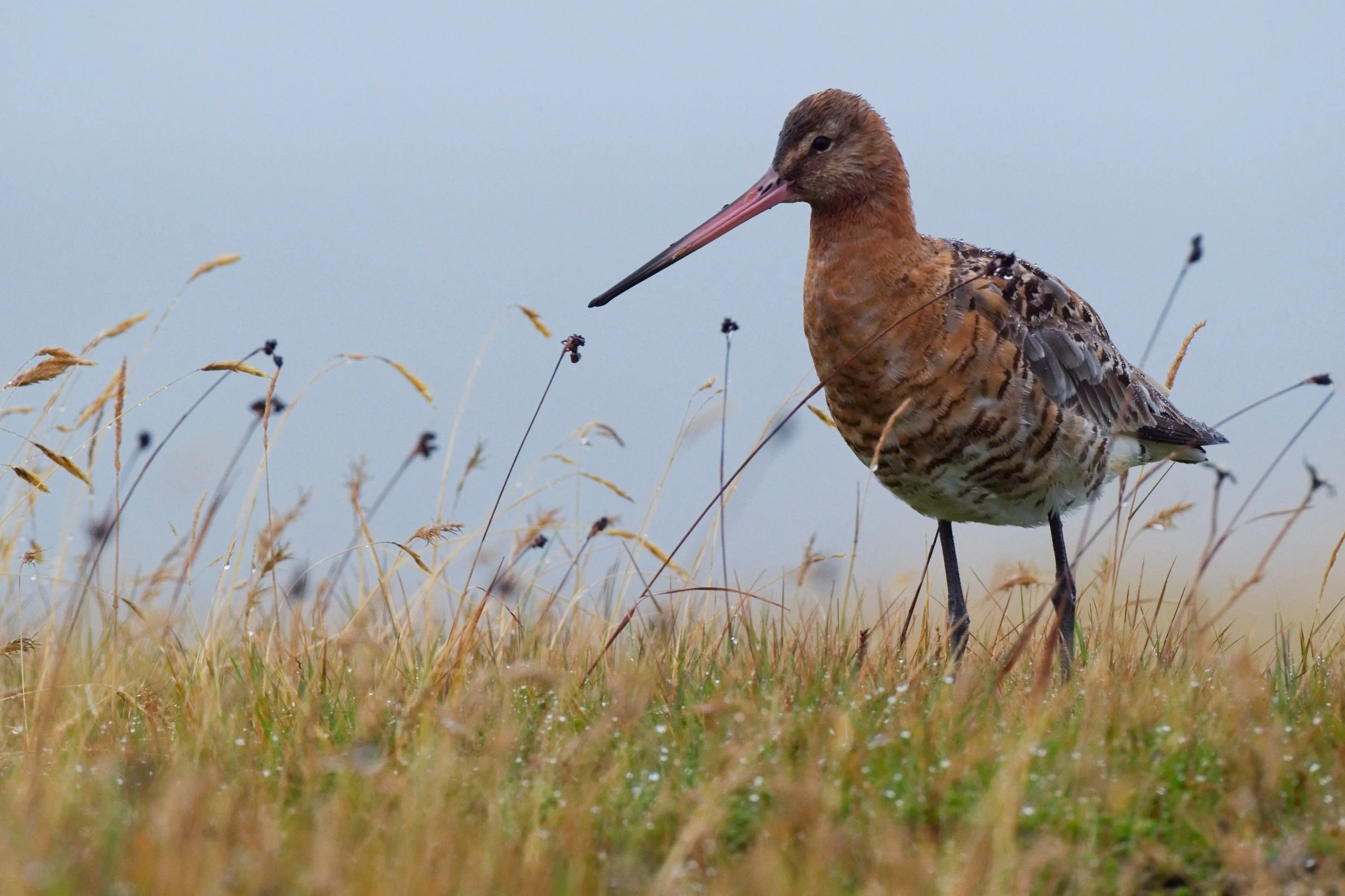 9~Jennifer Richter~Godwit~2026-03-17~Print - Nature.jpg