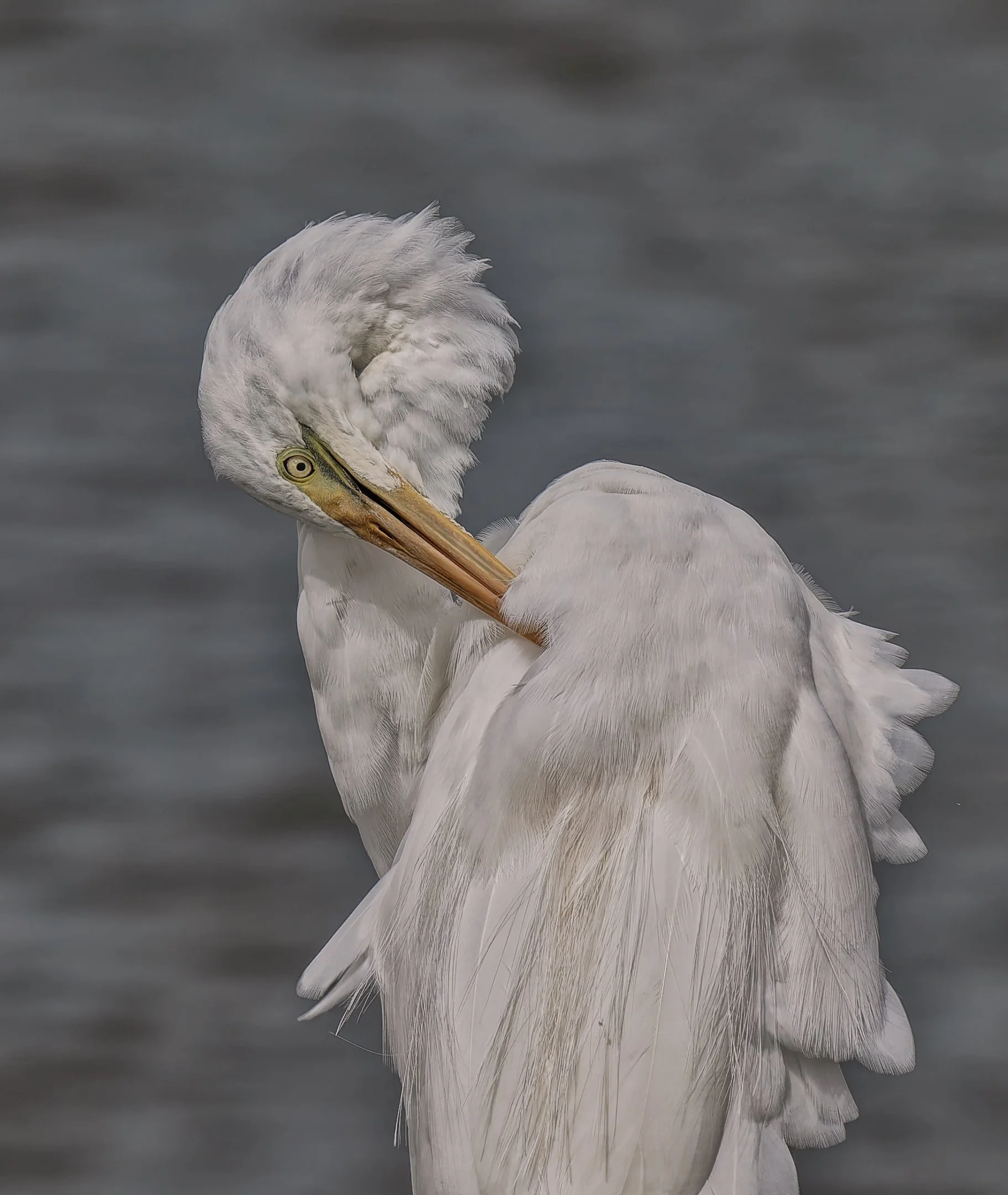 9~Paul OLeary~Preening~2026-03-17~Print - Nature.jpg
