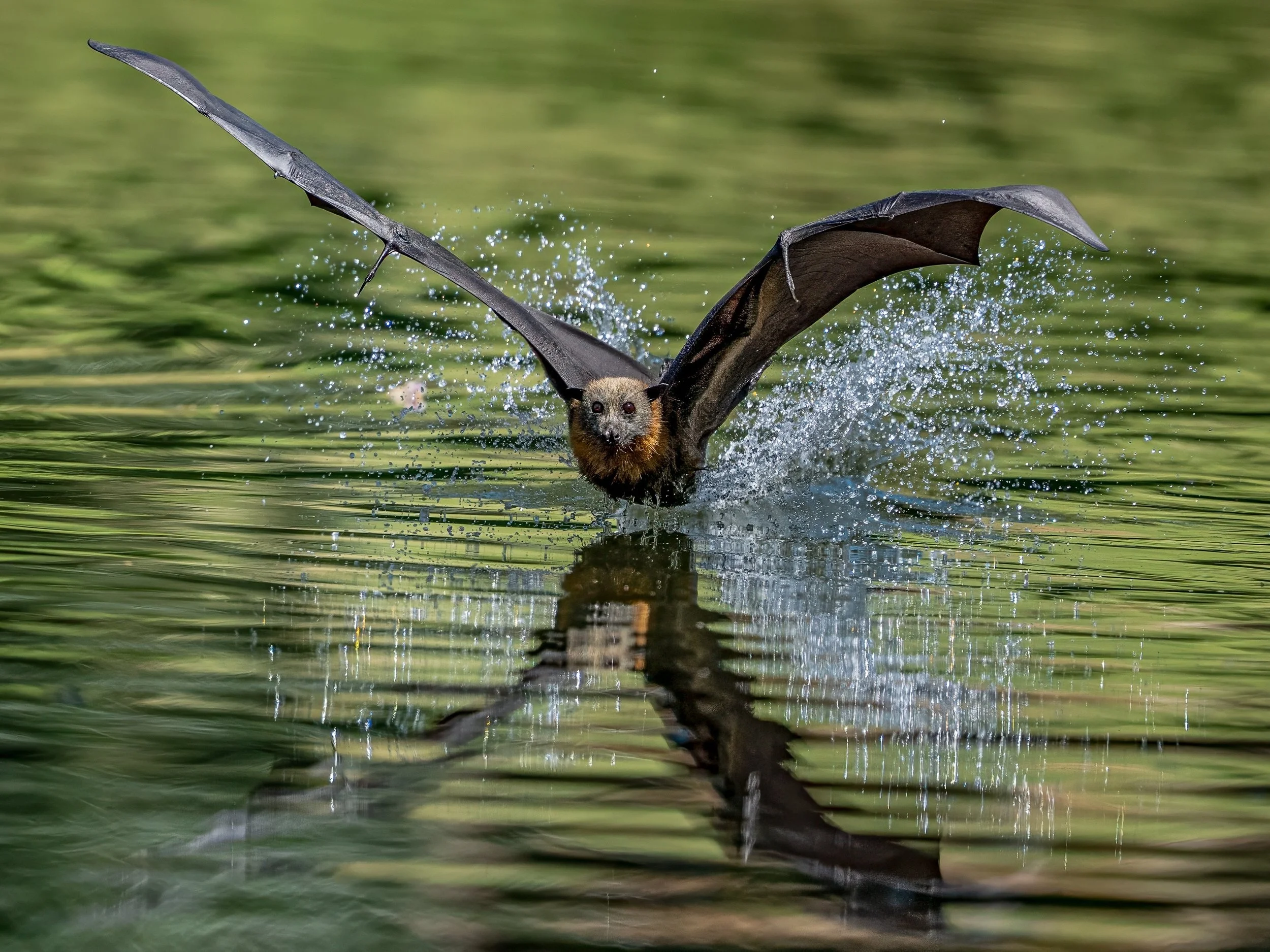 9~Philip Hardy, AAPS~Taking A Dip~2026-03-17~Print - Nature.jpg