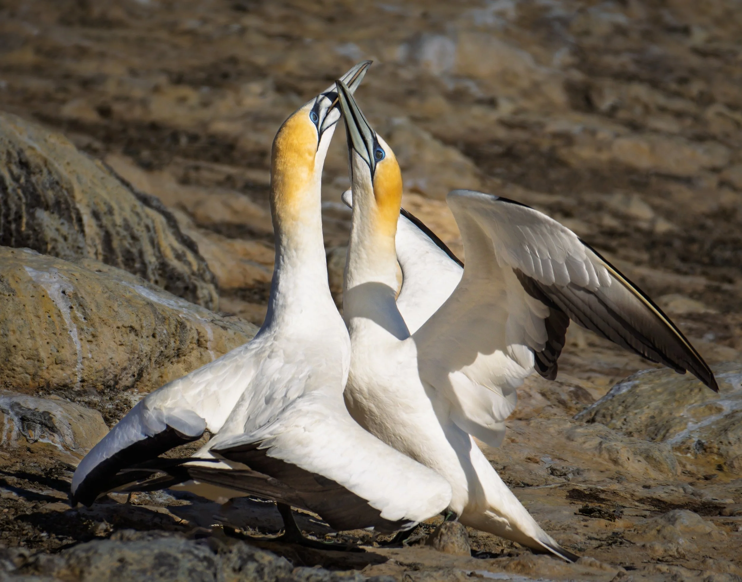 9~Robert Dettman, AFIAP AAPS CAPA_b~I Love You~2026-03-17~Print - Nature.jpg