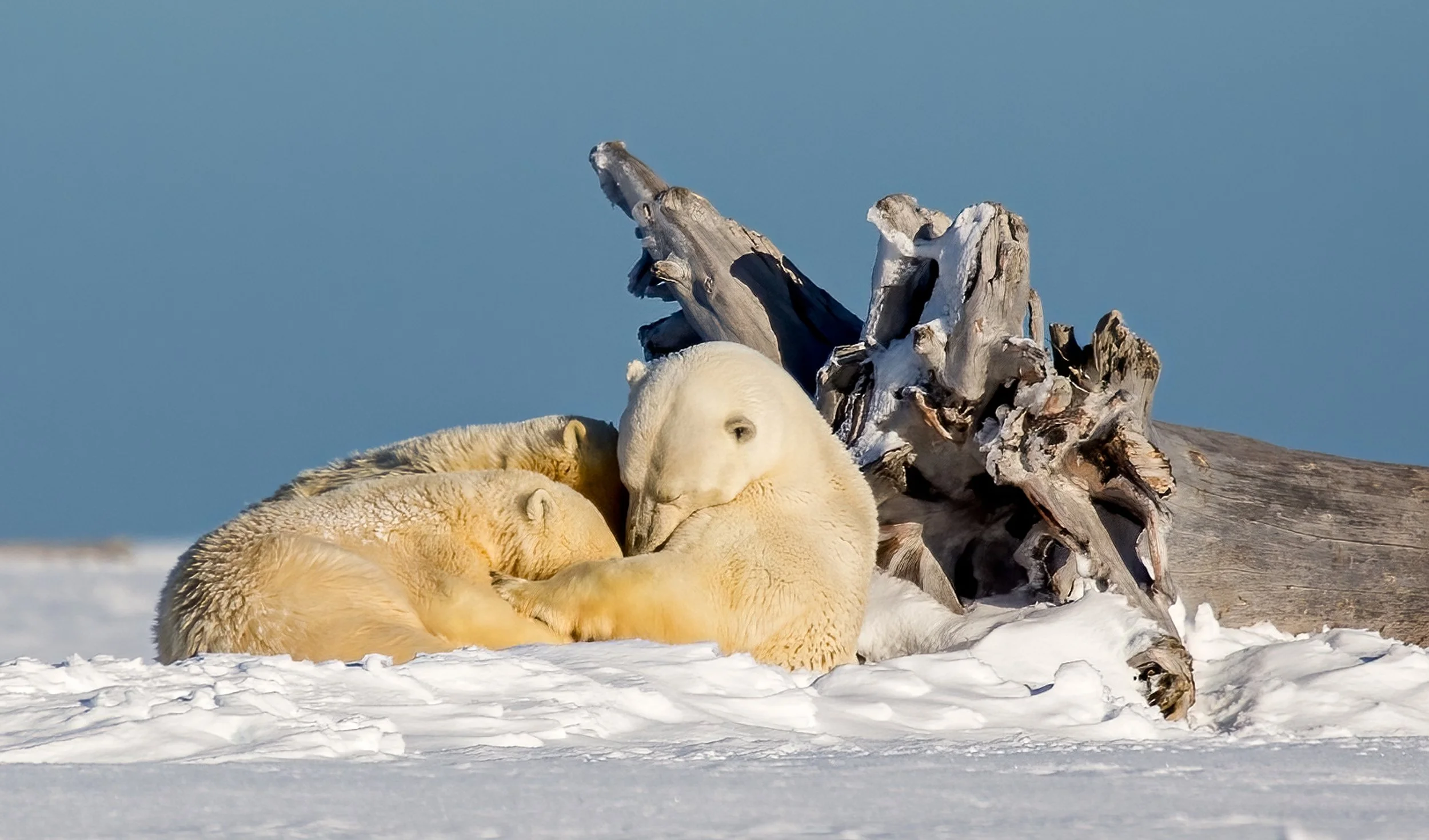 9~Robert Woodward~Kaktovik 3~2026-03-17~Print - Nature.jpg