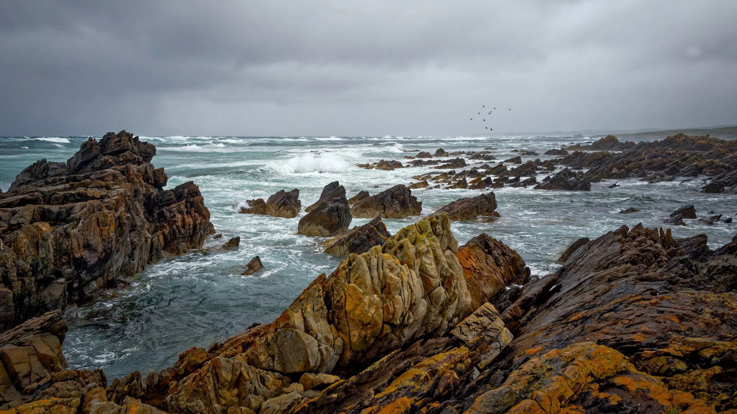10~Alan Bevan, AAPS~King Island~2026-03-17~Print - Nature.jpg