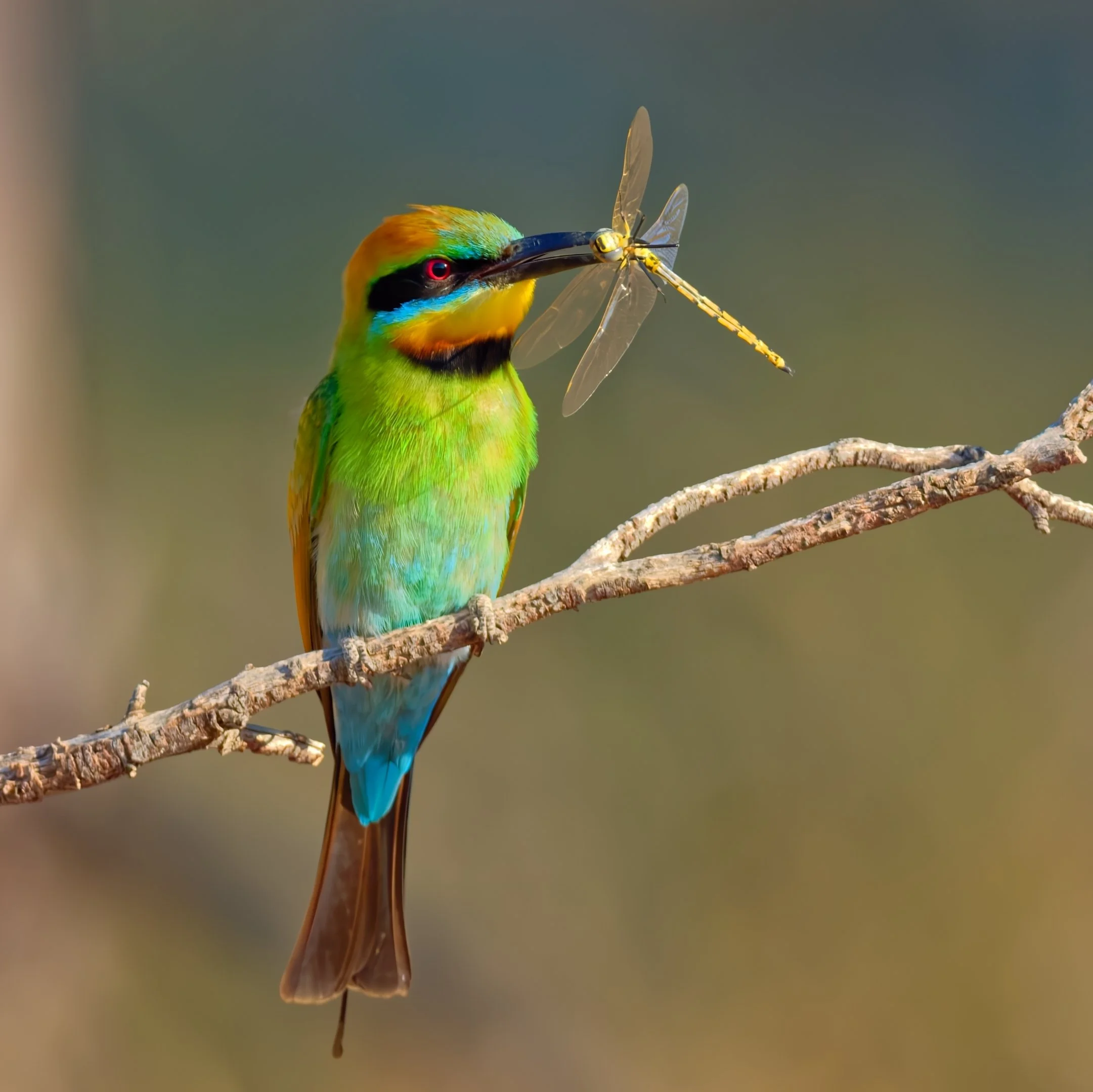 10~Jennifer Richter~Cute Bee-Eater~2026-03-17~Print - Nature.jpg