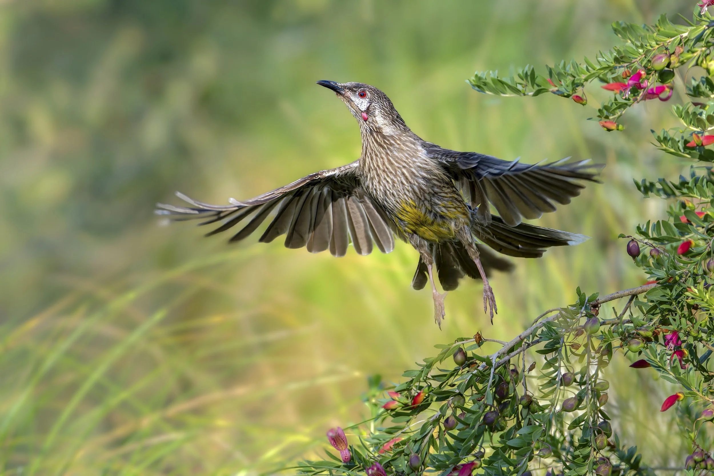 10~Peter Murphy~Flight of the Wattlebird~2026-03-17~Print - Nature.jpg