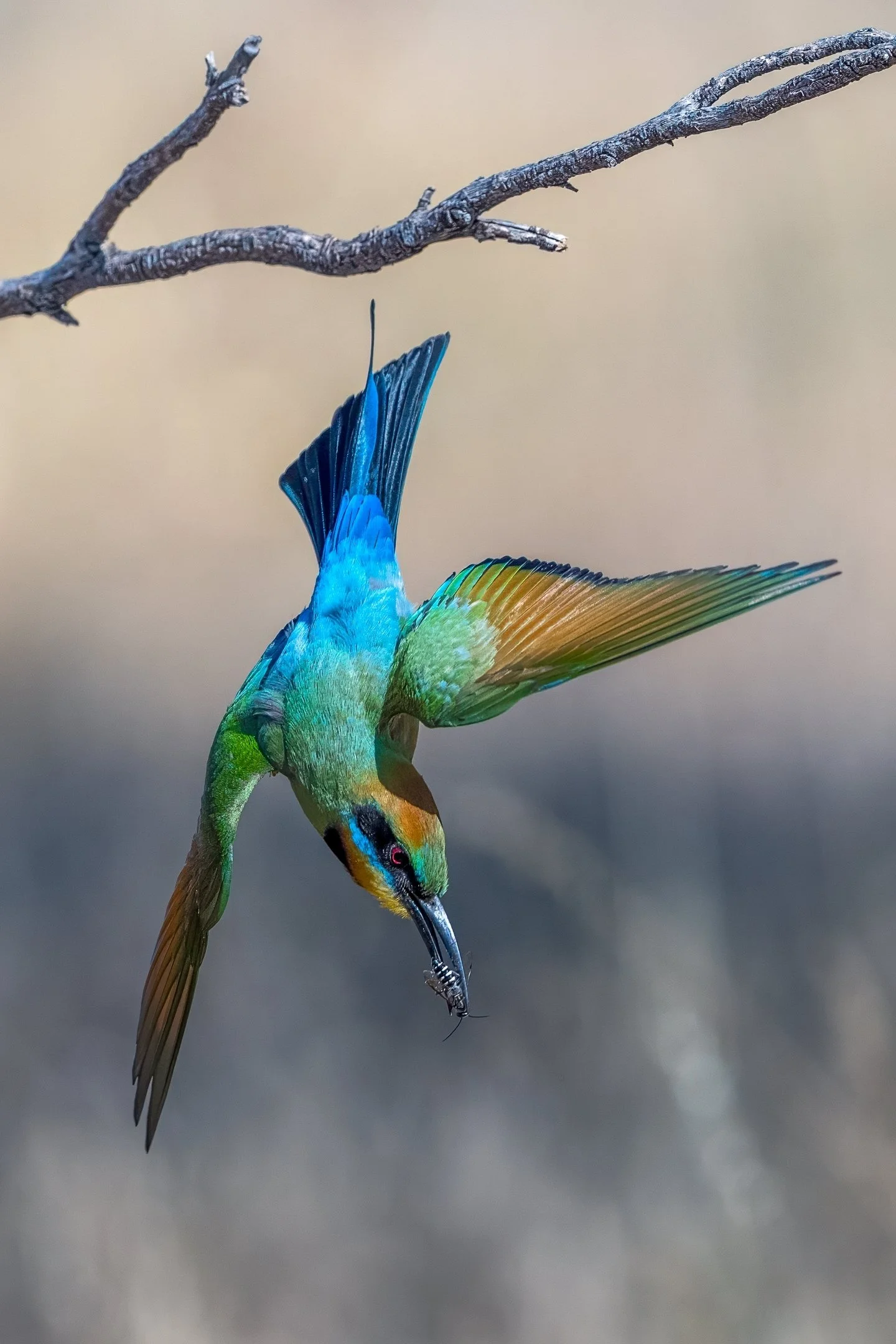 10~Philip Hardy, AAPS~Gotcha!~2026-03-17~Print - Nature.jpg