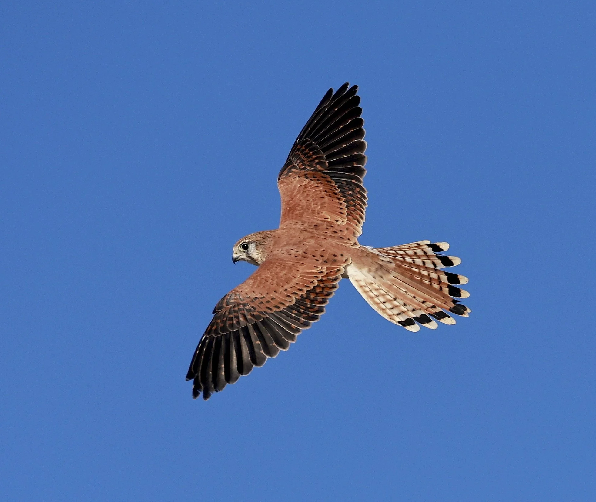 10~Vince Calo~KESTREL IN FLIGHT.~2026-03-17~Print - Nature.jpg